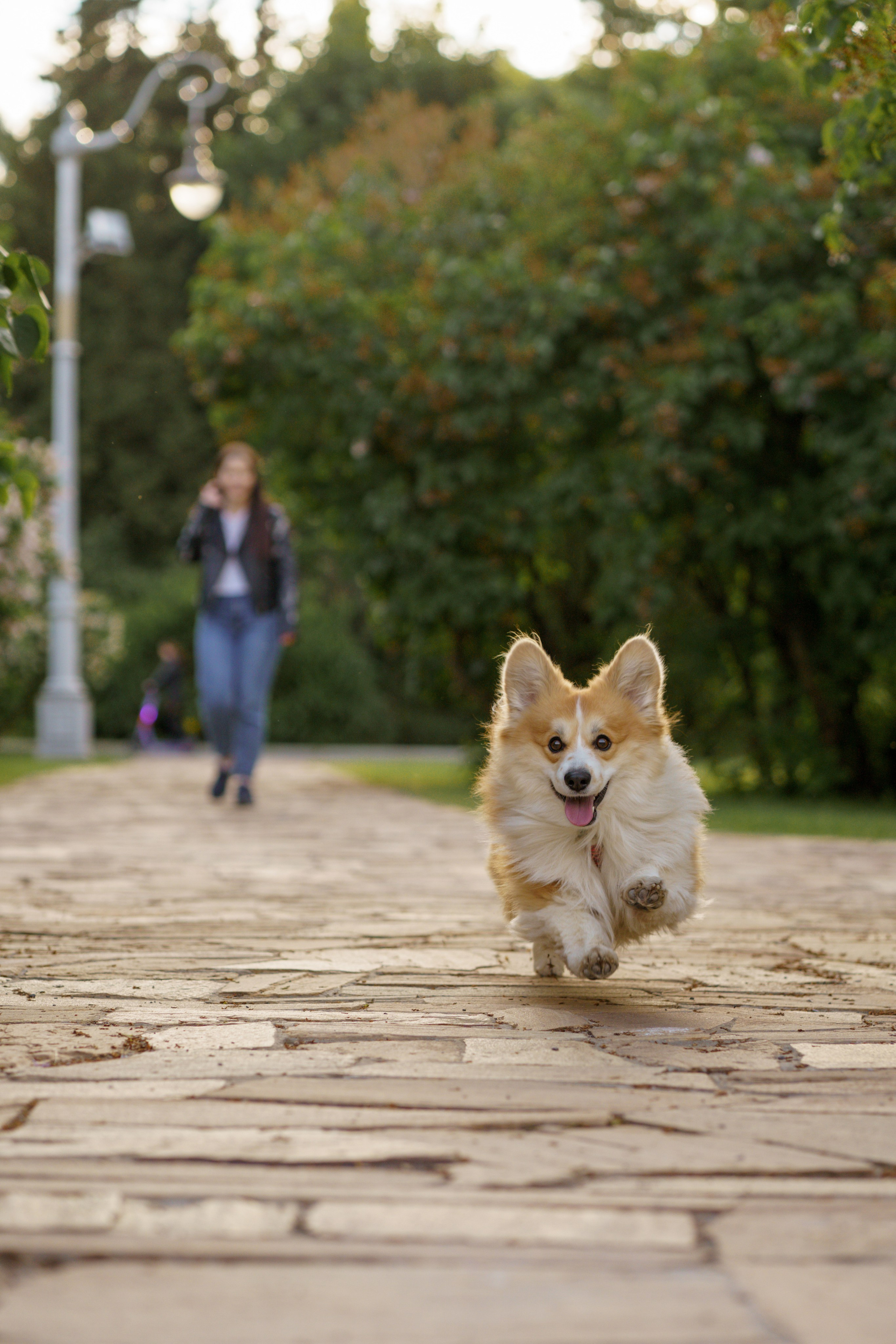 Катя, Арсений и Пух. Свадебный фотограф в Москве Анна Полушина