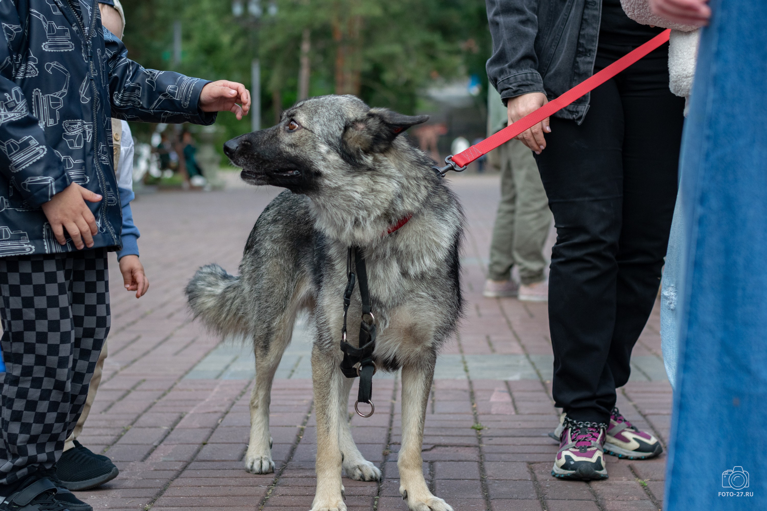 Антон Курдюмов фотограф в Хабаровске Рина Курдюмова фото27 foto27 Антон Дорофеев репортажный репортаж документалист Тони и Рина фотосоздатели Международный фестиваль Рок в защиту животных Хабаровск