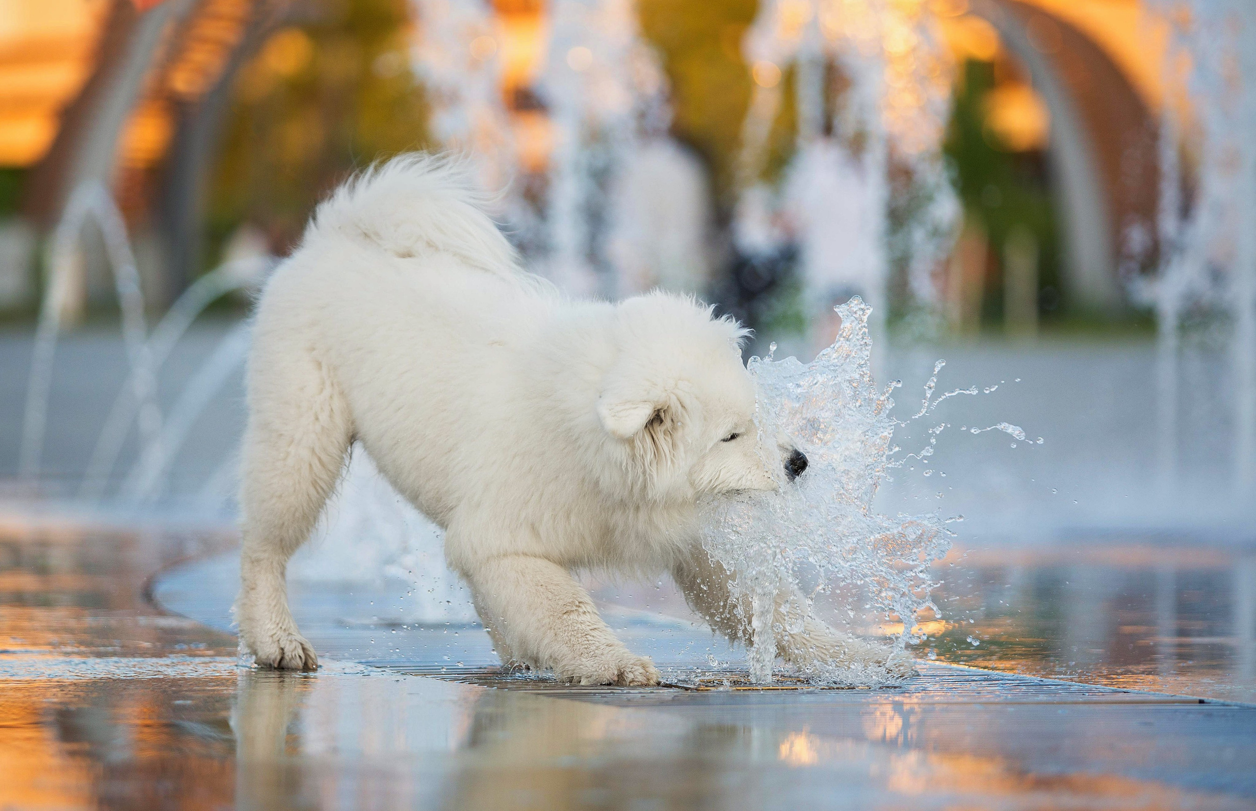 Анастасия, Евгений и самоед Ройс. Https://moshkovaphoto.ru/
