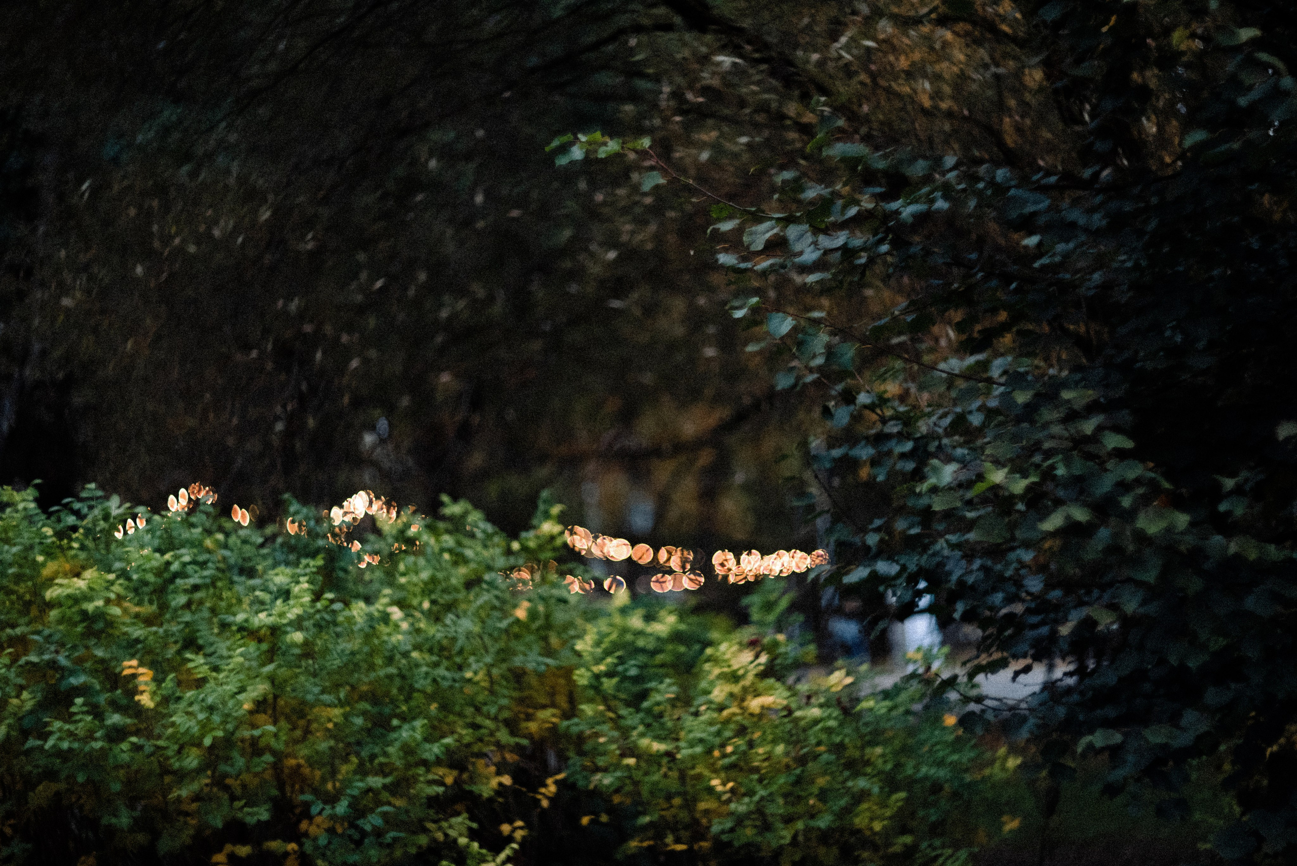 Autumn. Свадебный фотограф Санкт-Петербург DanyaPhotoart