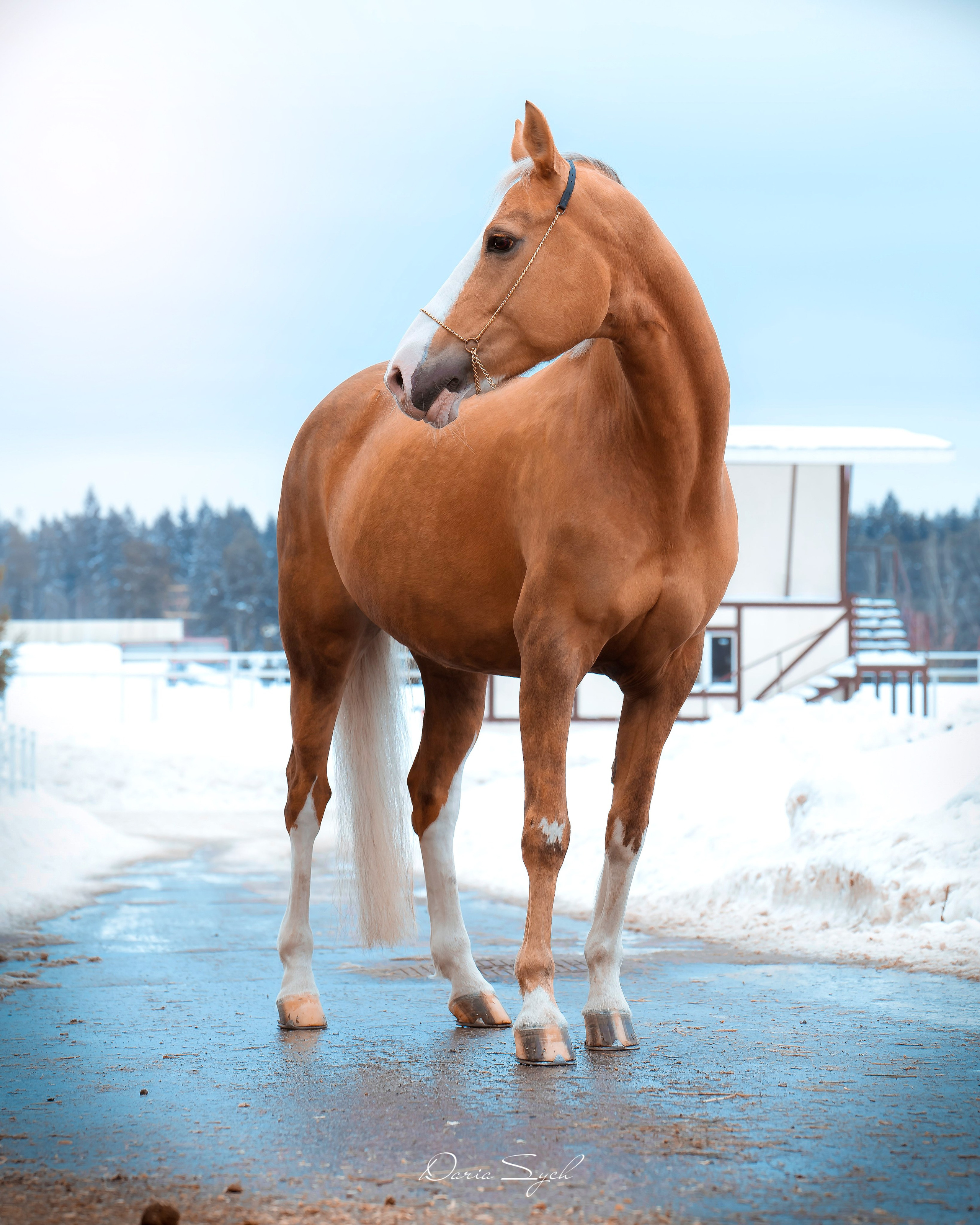 Ранняя весна. Фотограф Дарья Соколовская