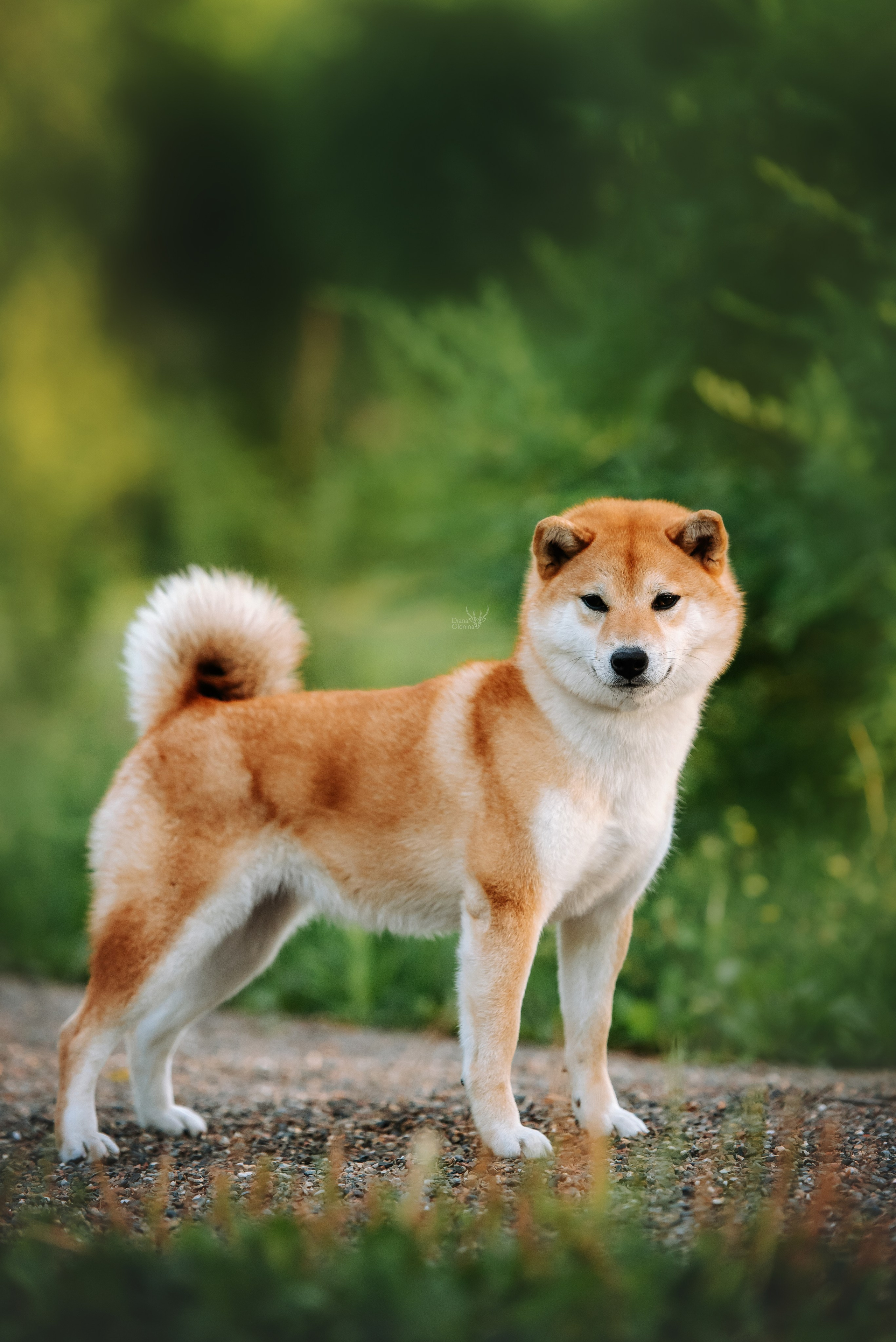 Собаки уличные. Фотограф Диана Оленина Красноярск / Братск