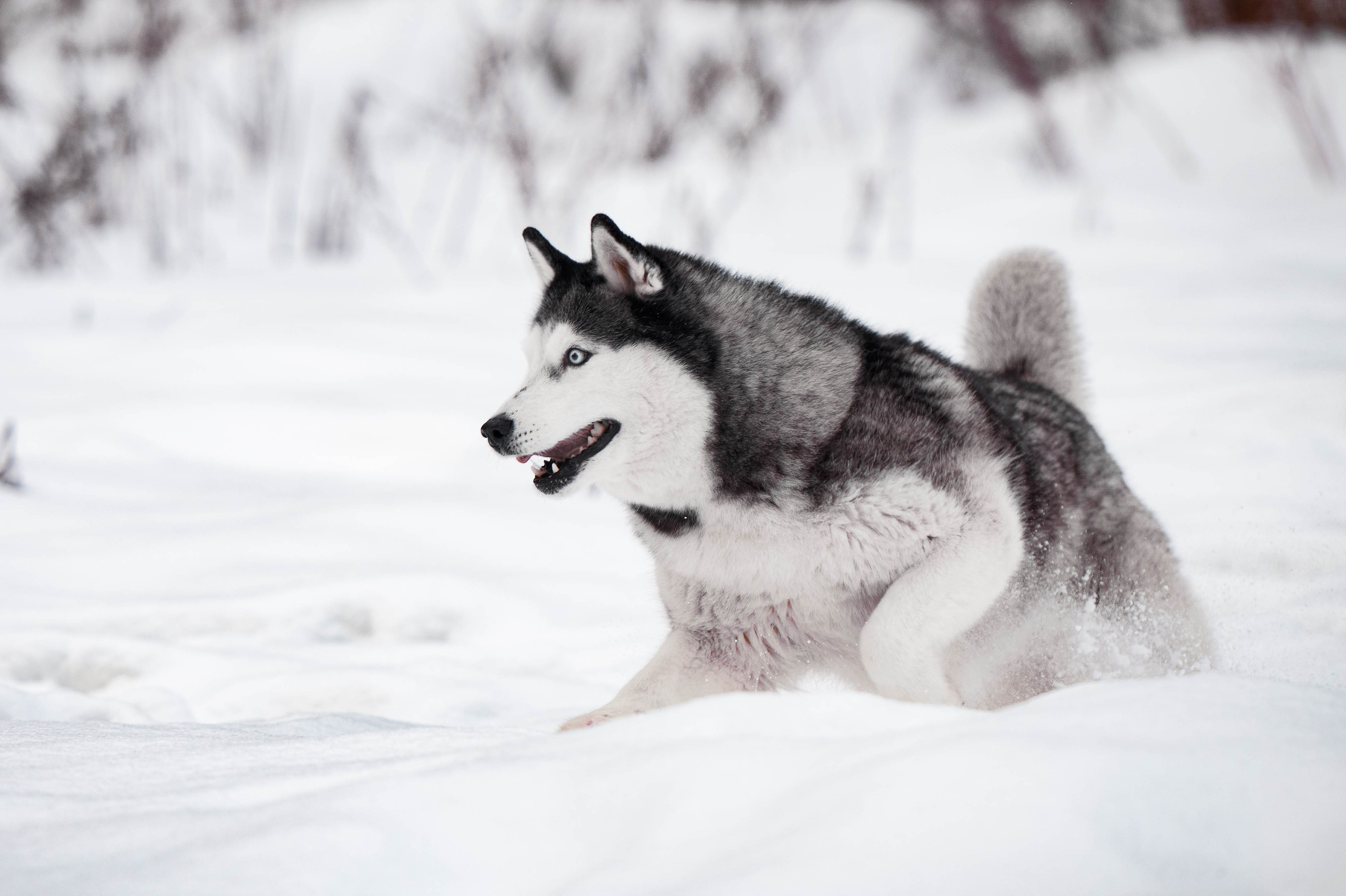 Шанель. Фотограф-анималист