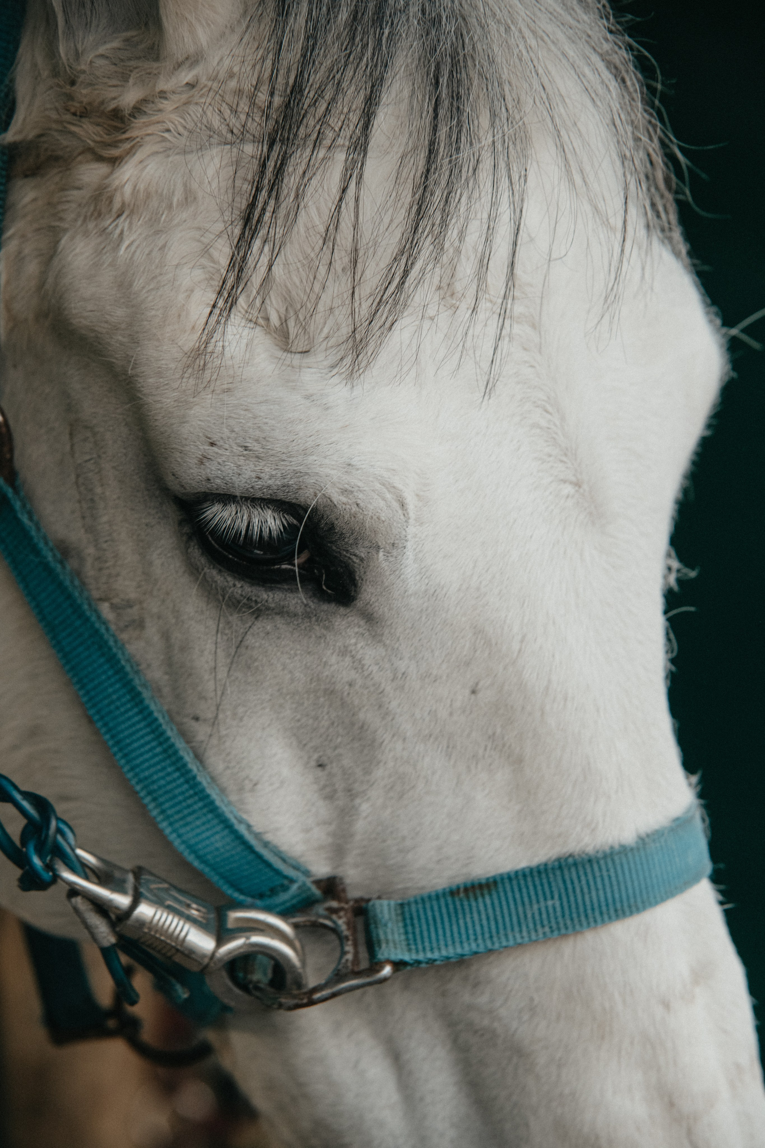 HORSES. Anastasiia Antoniuk portrait, family and couple photographer, Portugal