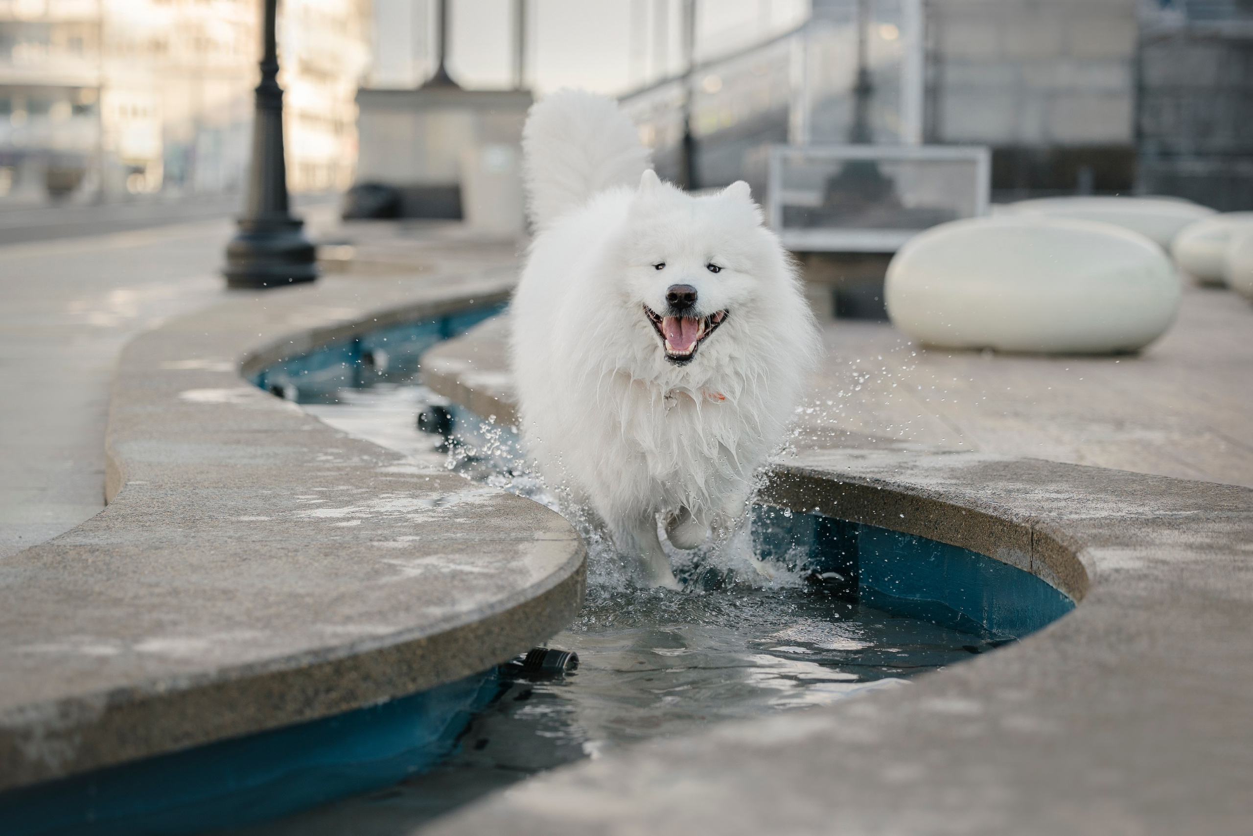 Ната, Панти, Речной Вокзал. Фотограф анималист в Москве Майорова Евгения