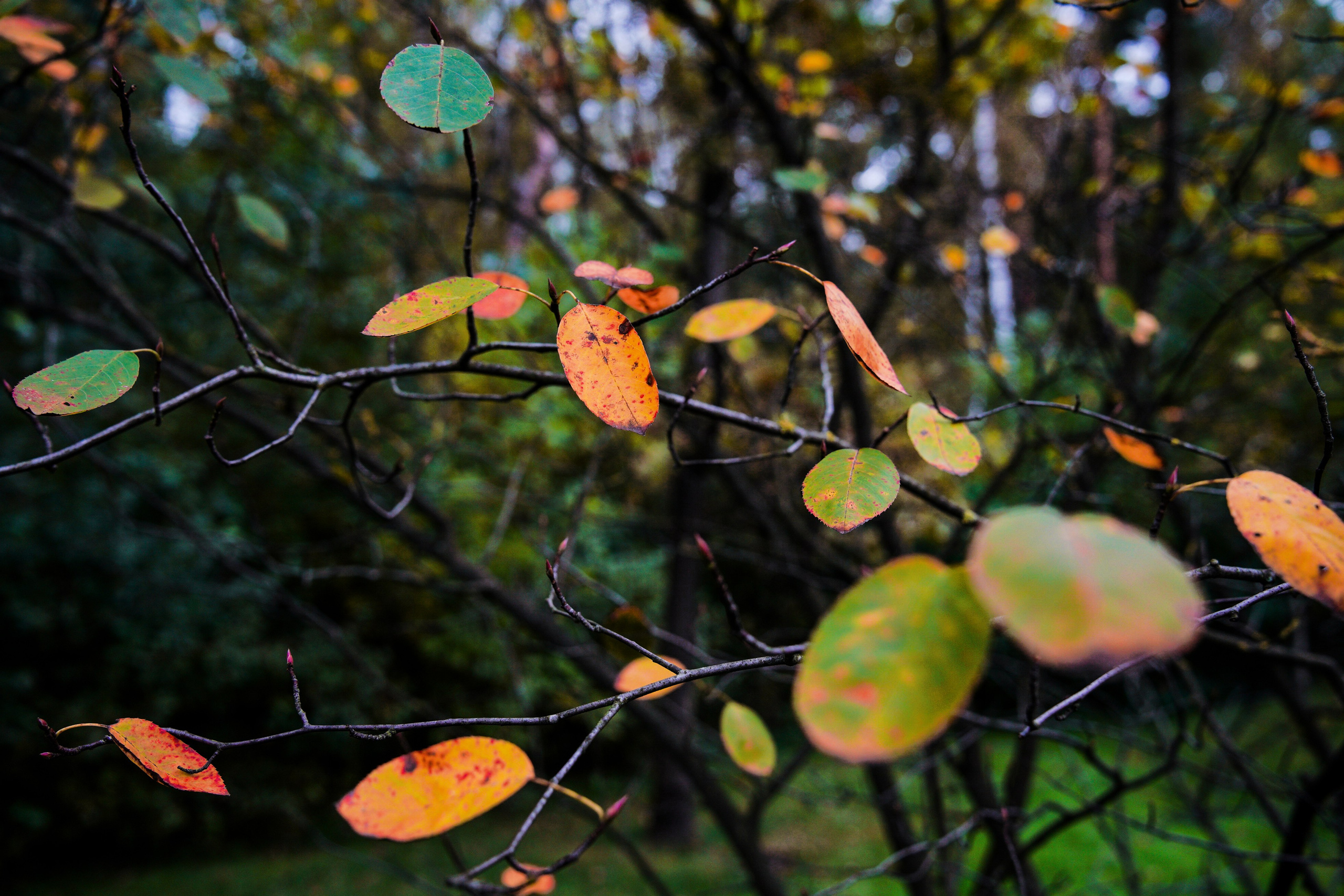 Осень 2025. Фотограф из Москвы — DASHA NOVA | Авторская фотография в разных жанрах