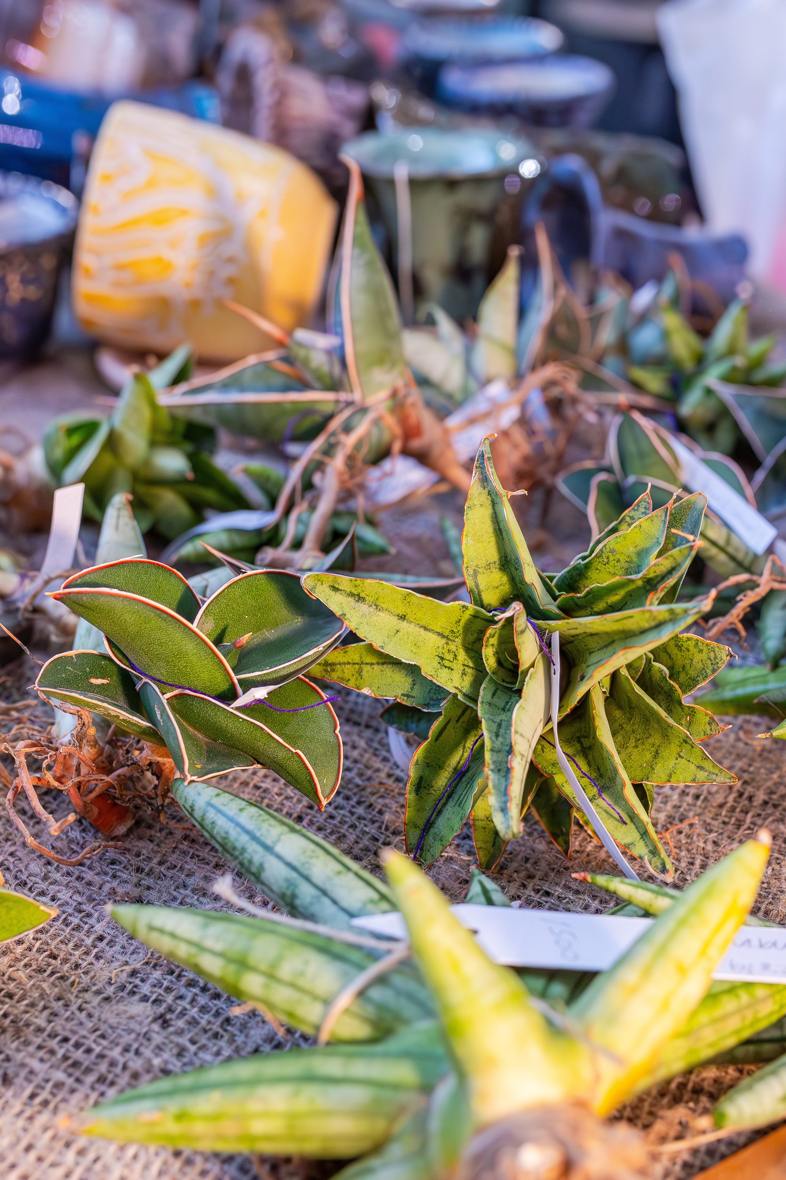 Орхидиум сентябрь 2025. Александра Куликова фотограф, Москва