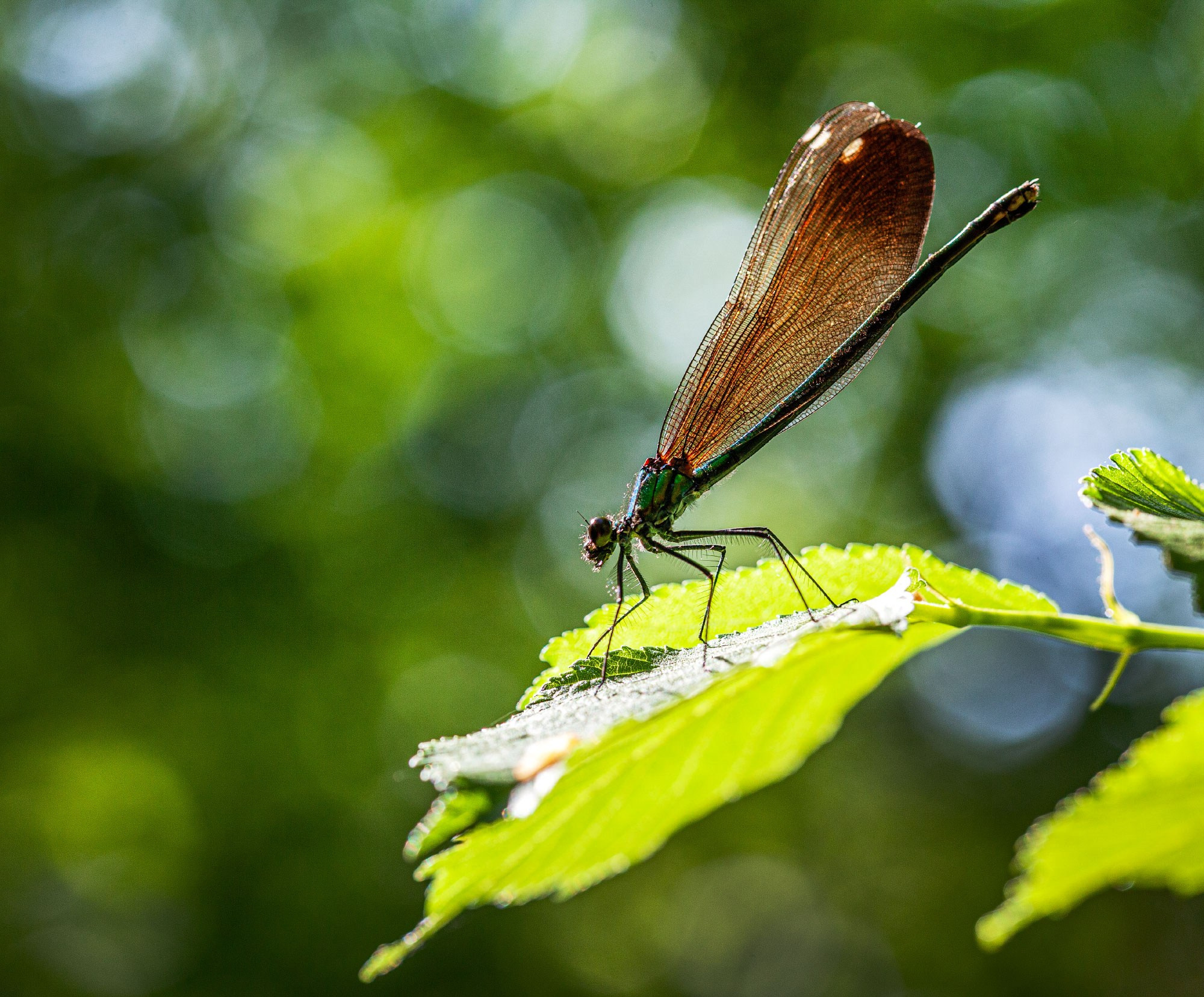 свадебный фотограф Геленджик