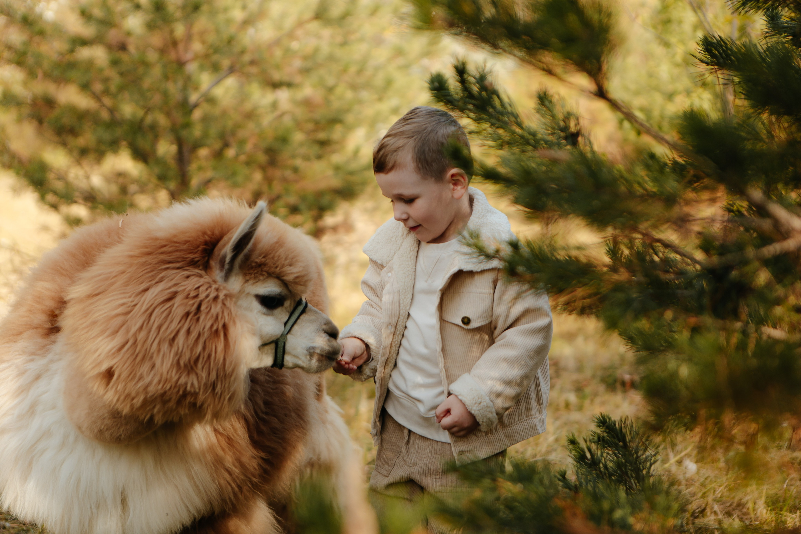 Альпаки. Семейный и детский фотограф в Москве Александра Мак