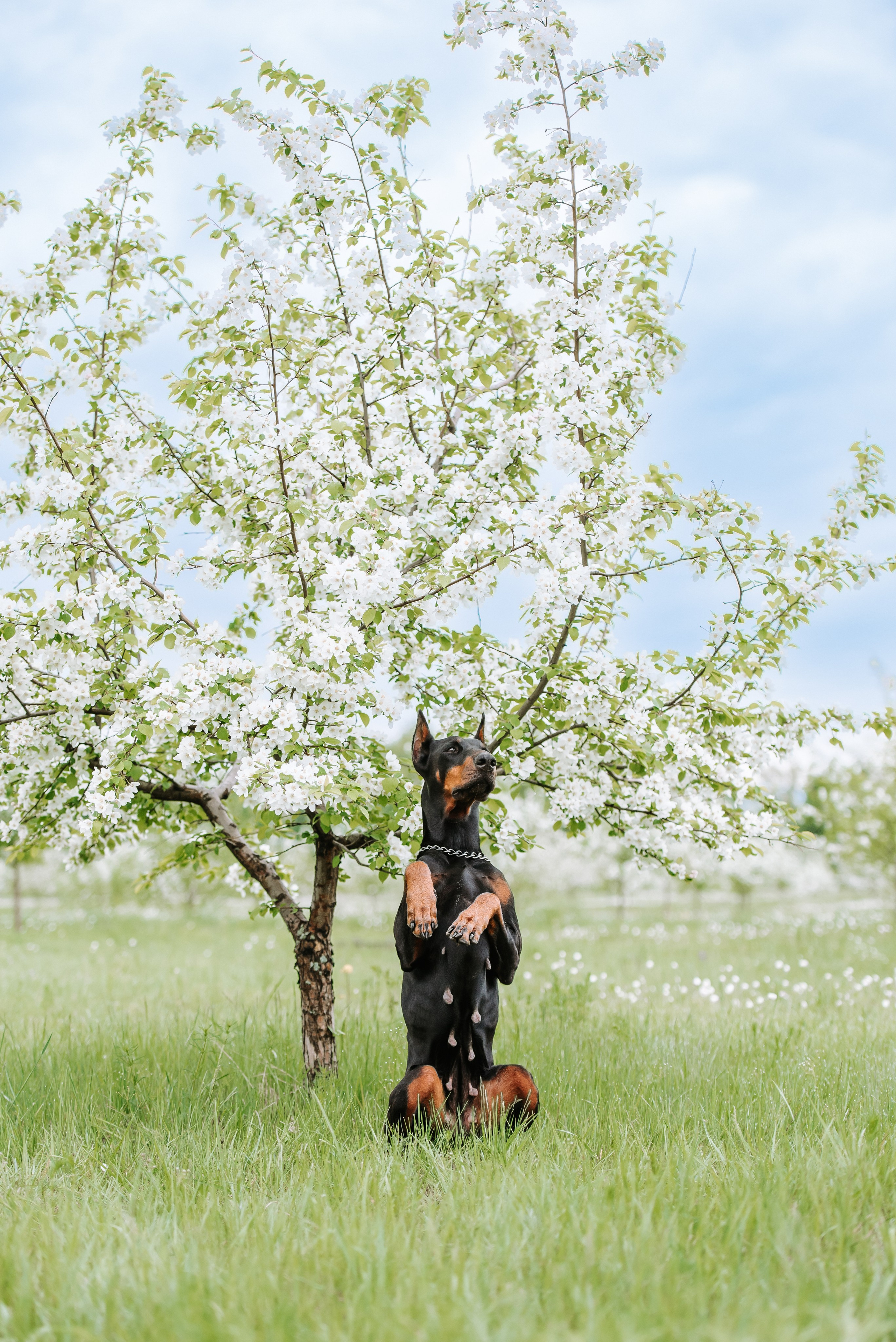 Цветение с доберманами. Фотограф Диана Оленина Красноярск / Братск