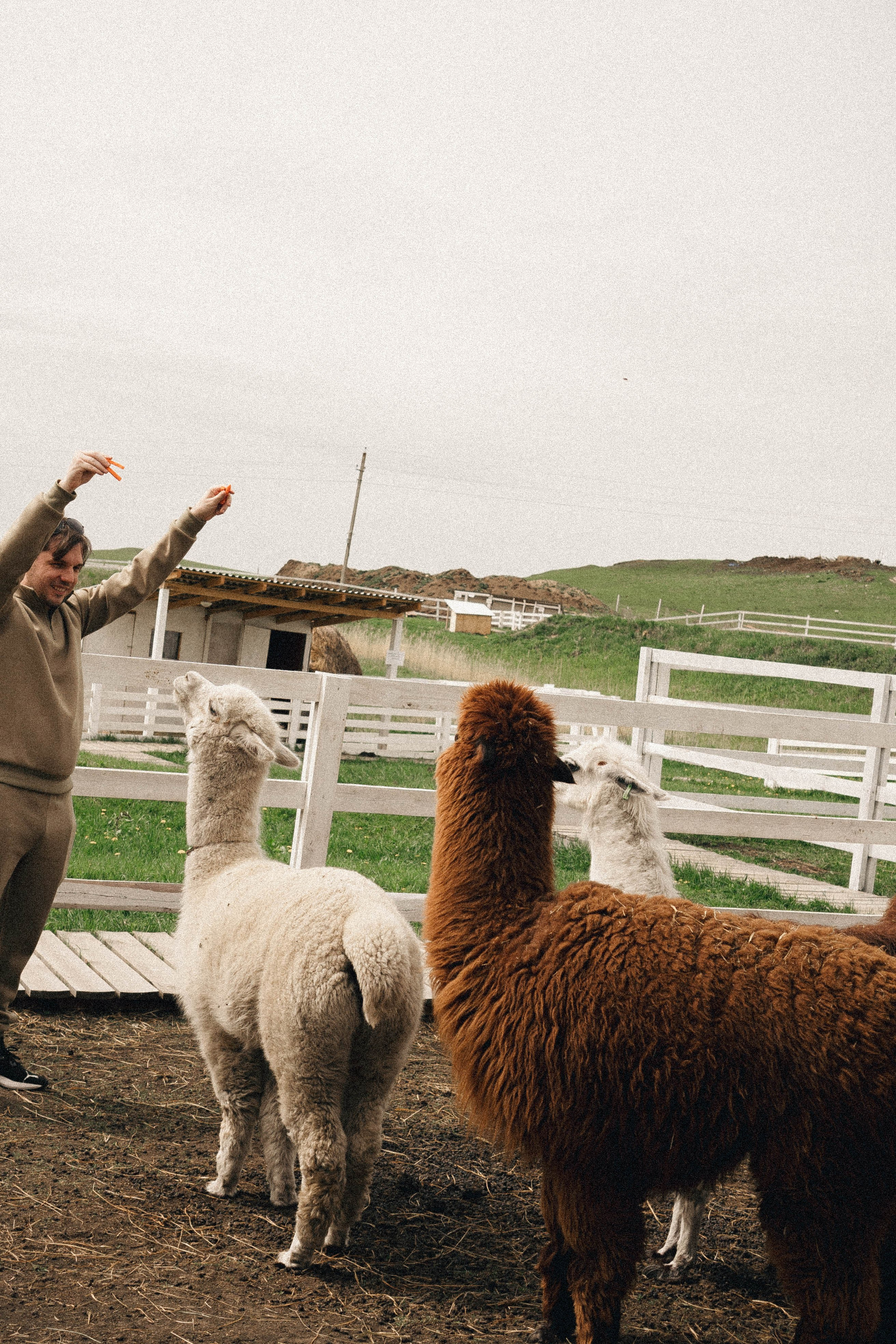 Ферма Альпак. Профессиональный фотограф, Санкт-Петербург — Виктория Богомолова