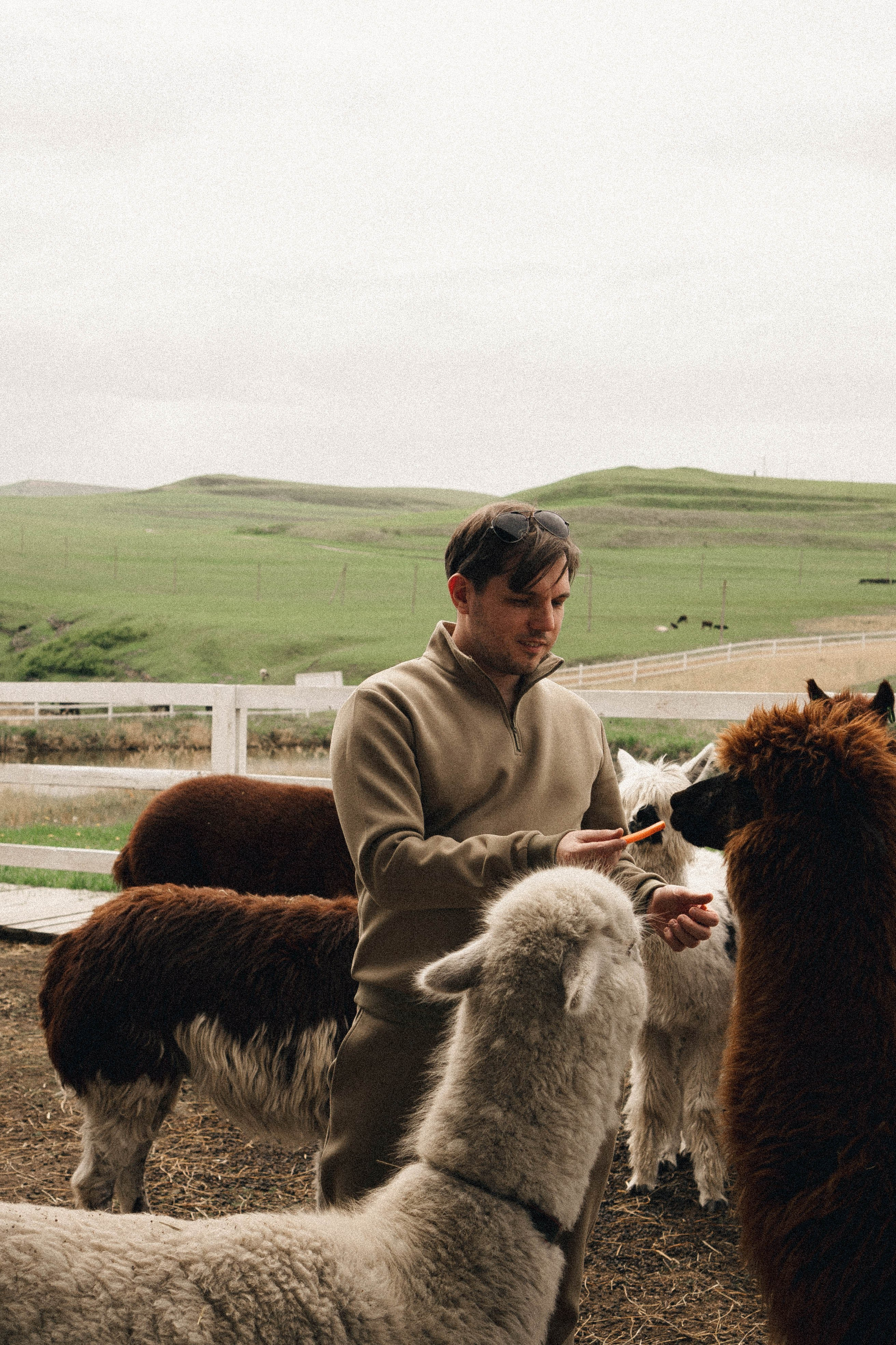 Ферма Альпак. Профессиональный фотограф, Санкт-Петербург — Виктория Богомолова