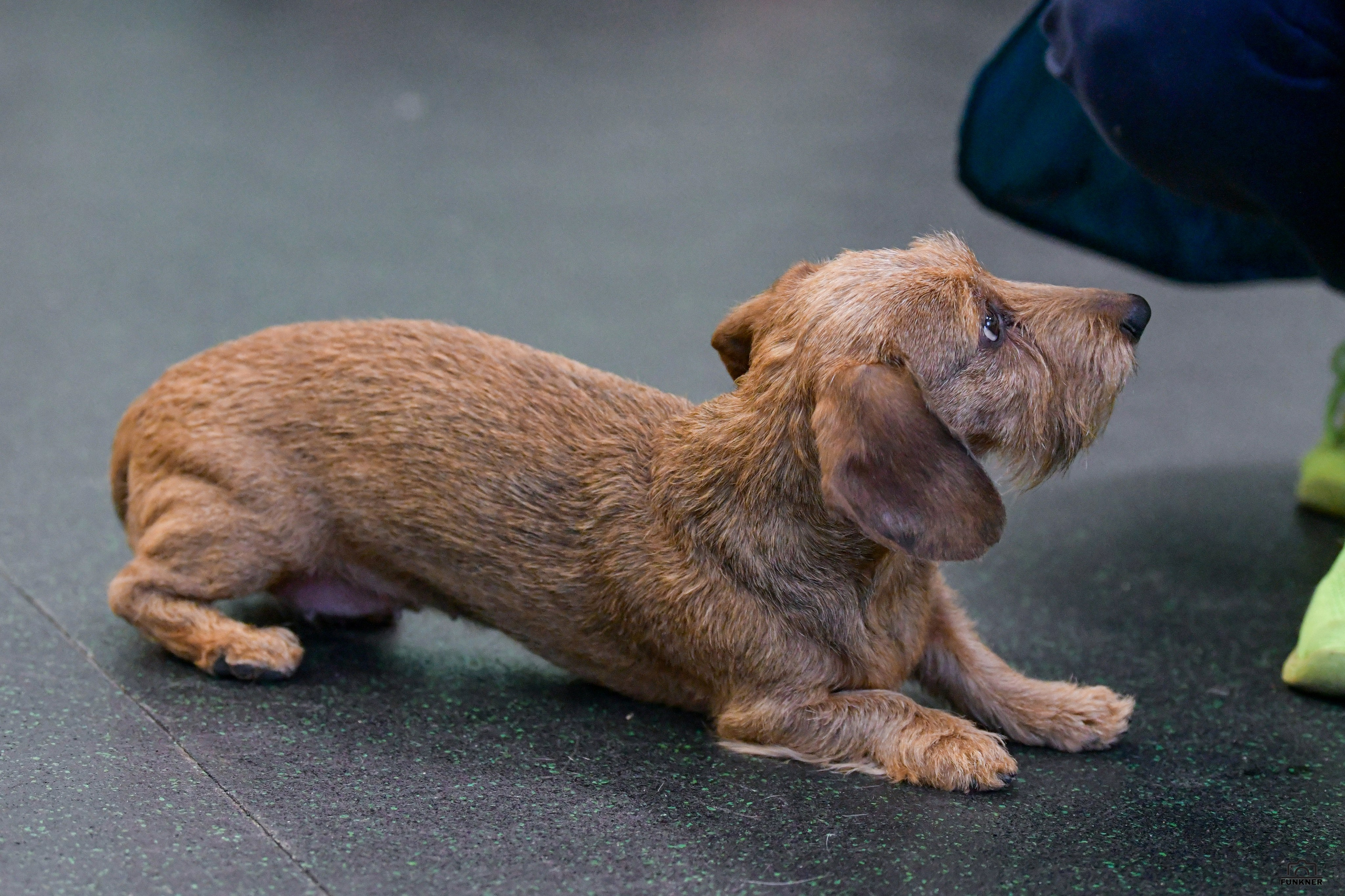 Кинологический клуб «Бодрый хвост». Свой взгляд через объектив