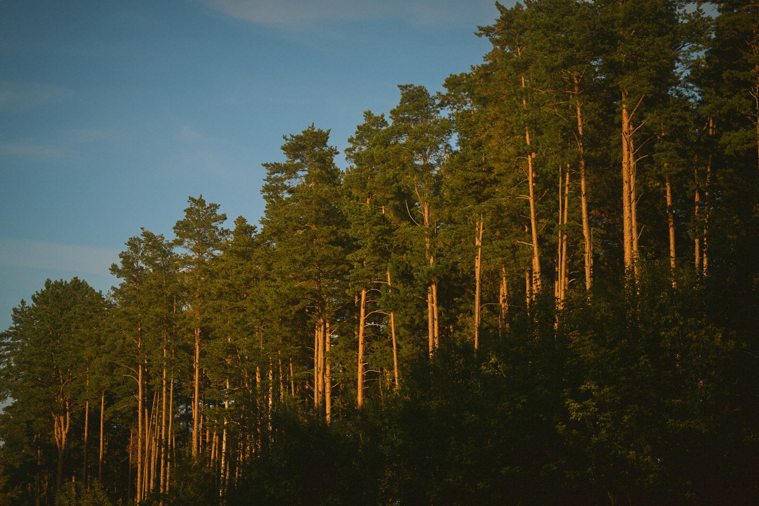Forest song. Юля Ф