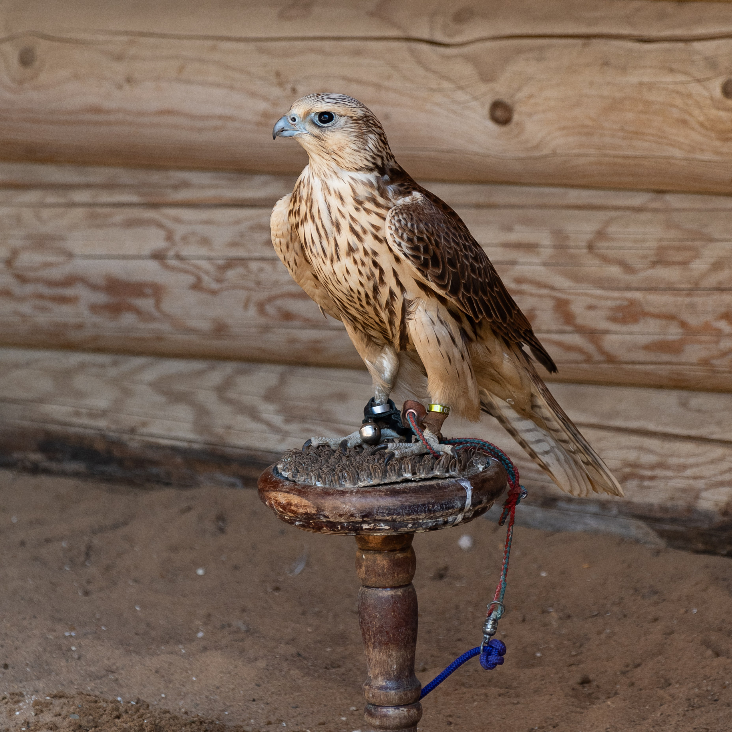 20220320 Коломенское. Дмитрий Ремизов. Фотография, как хобби
