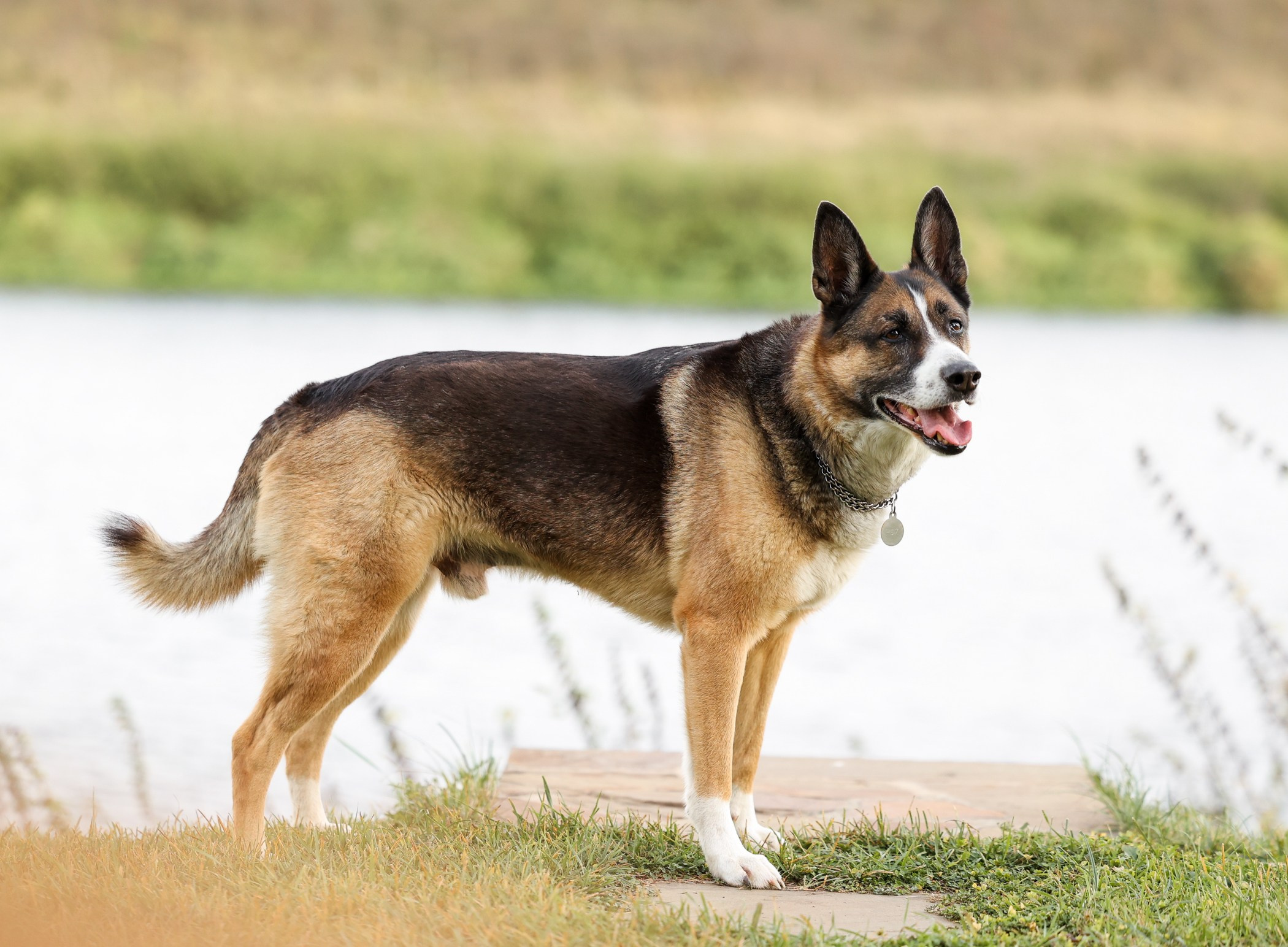 Прогулка на природе. Фотограф-анималист Полина Колкова | Москва