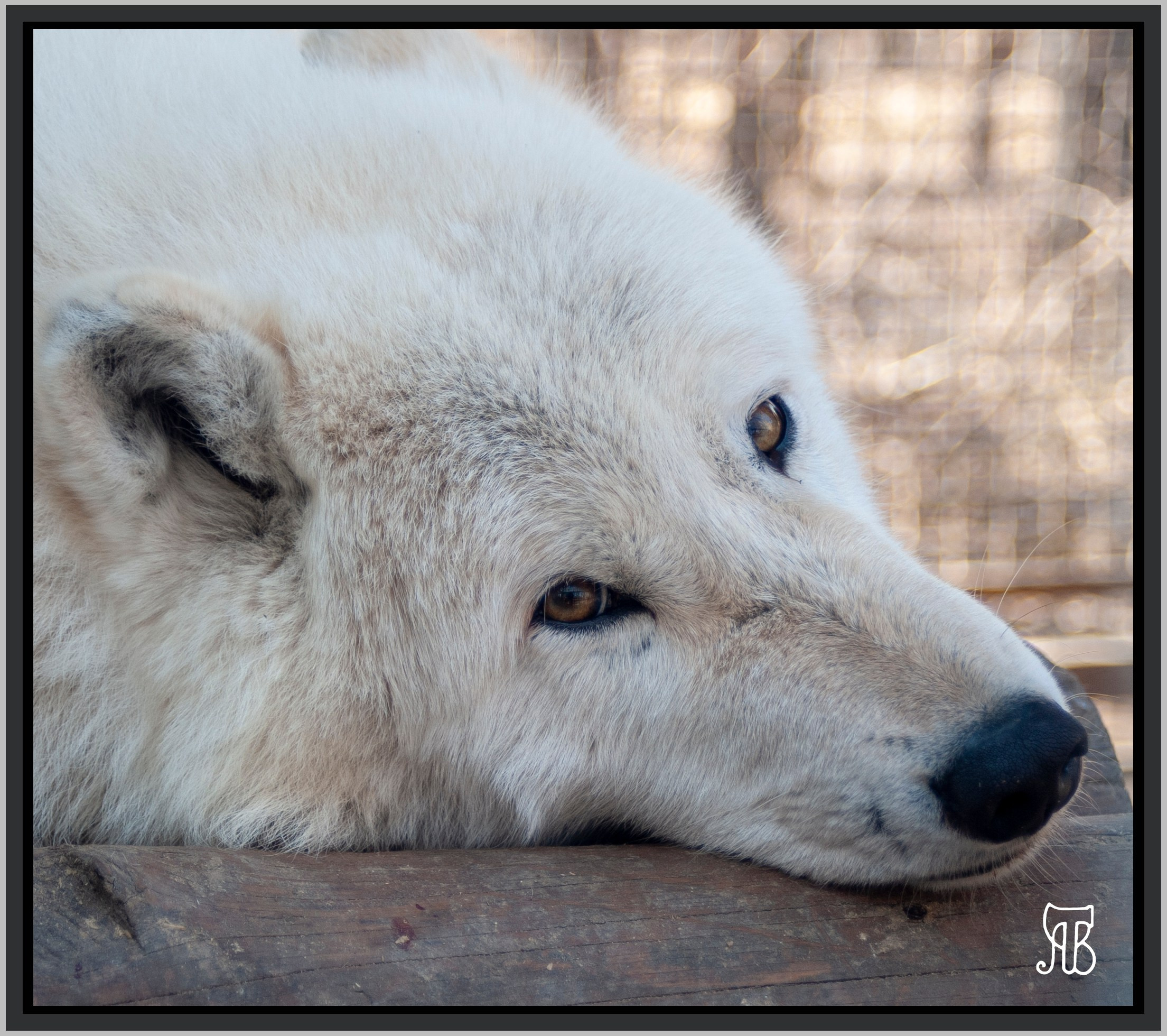 Разное. Фотограф Анатолий Гущин