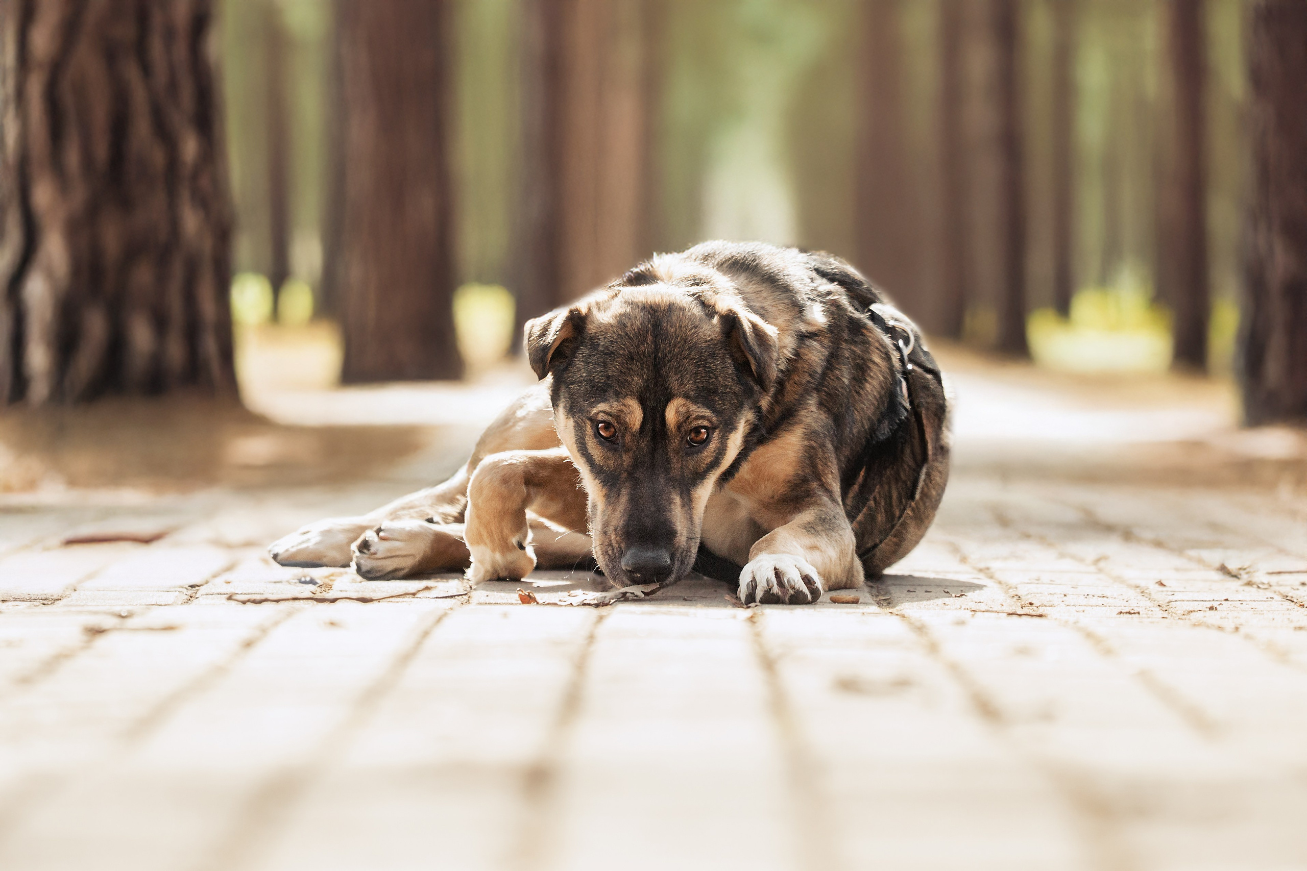 Собаки из приюта Дубовая роща весна 2025. Фотограф-анималист Татьяна Степанова