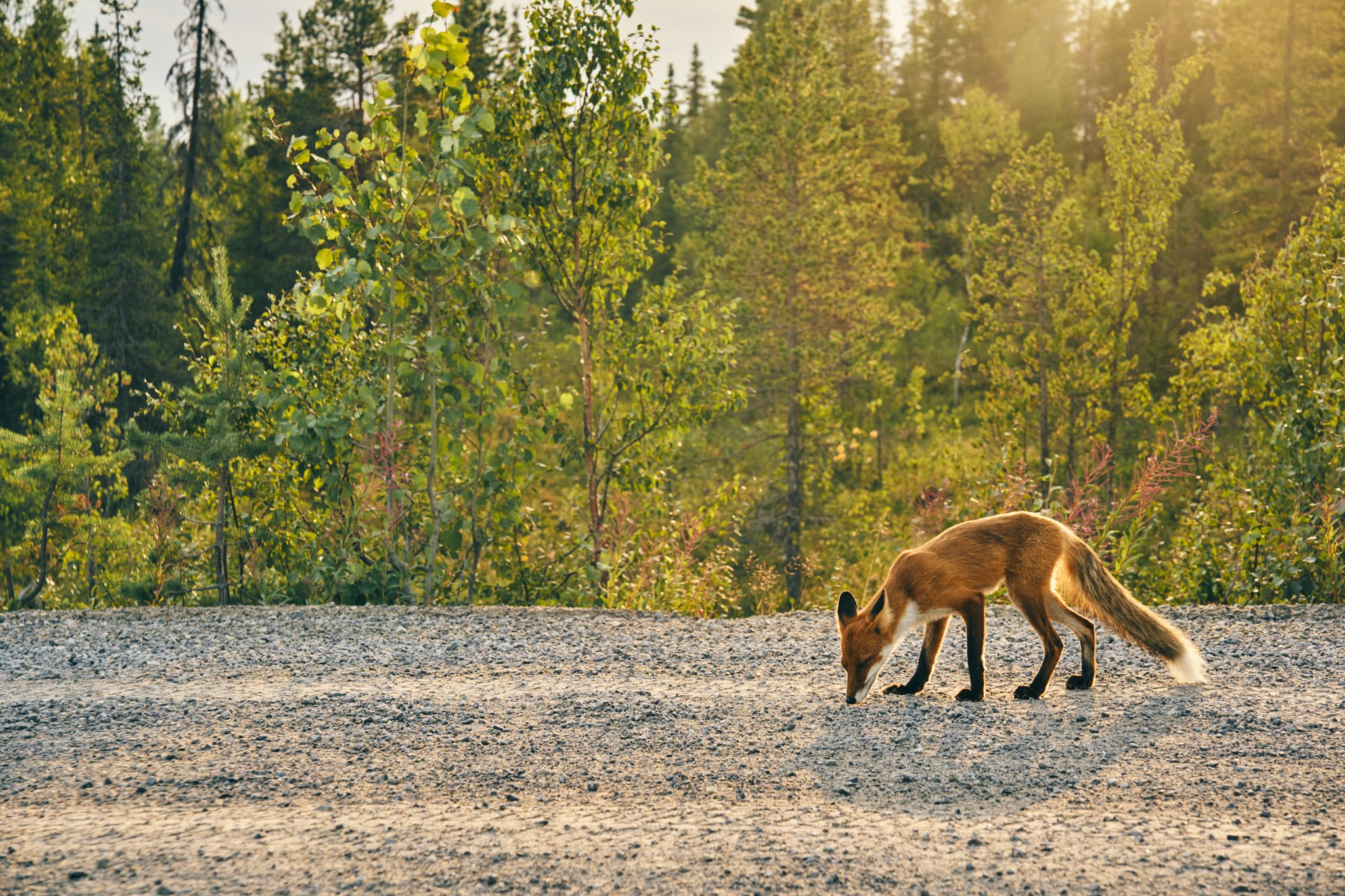 Путешествие на Север в 2023 году. Внедорожные путешествия — OFFROADTRIP