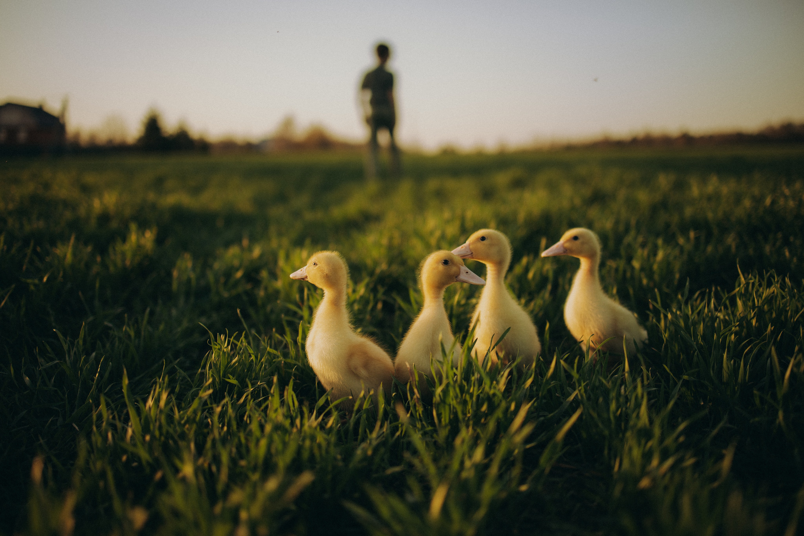 Фотосессия в поле. ОБО МНЕ
