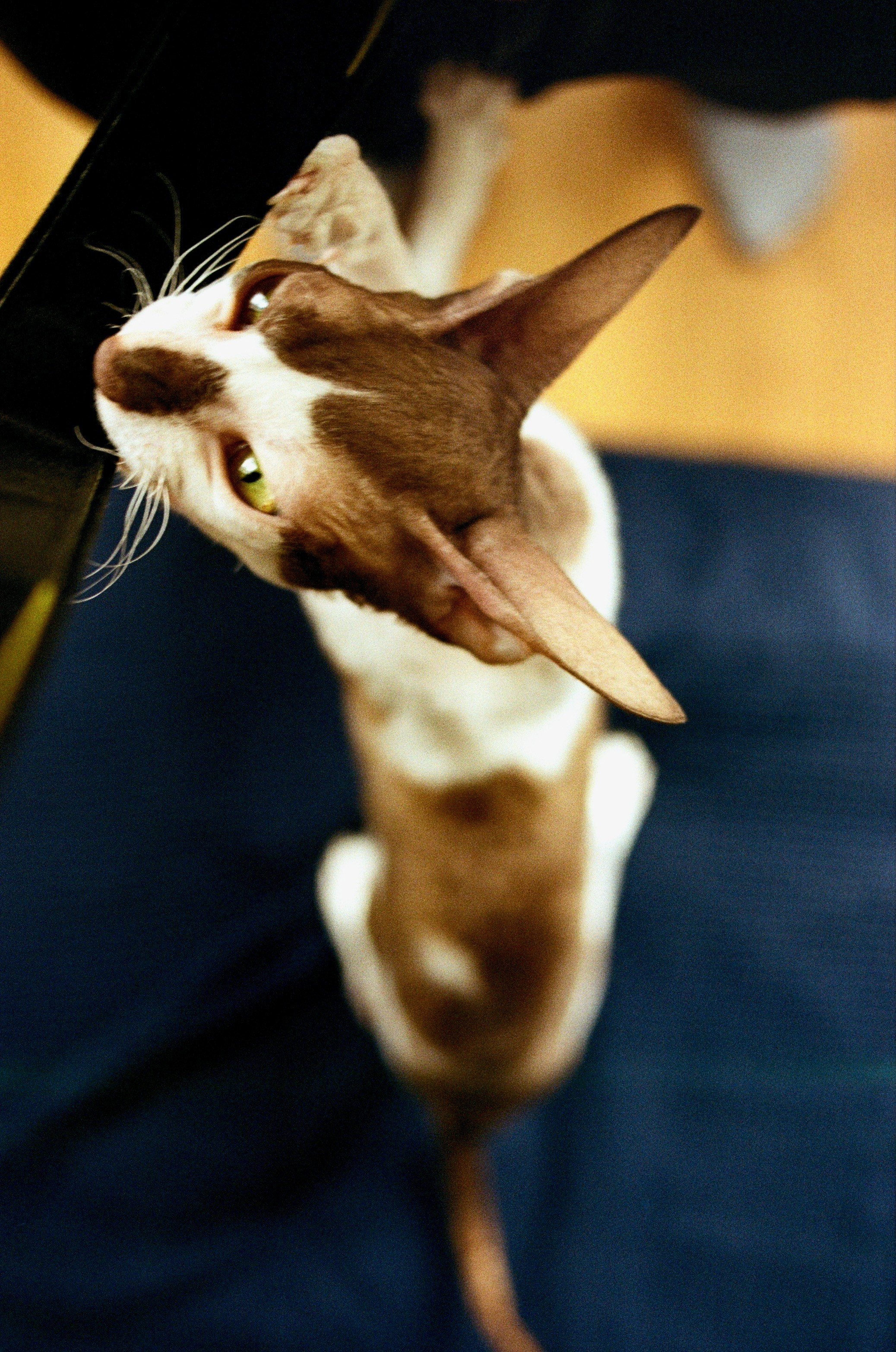 Film. Ruslan UI Dev Page