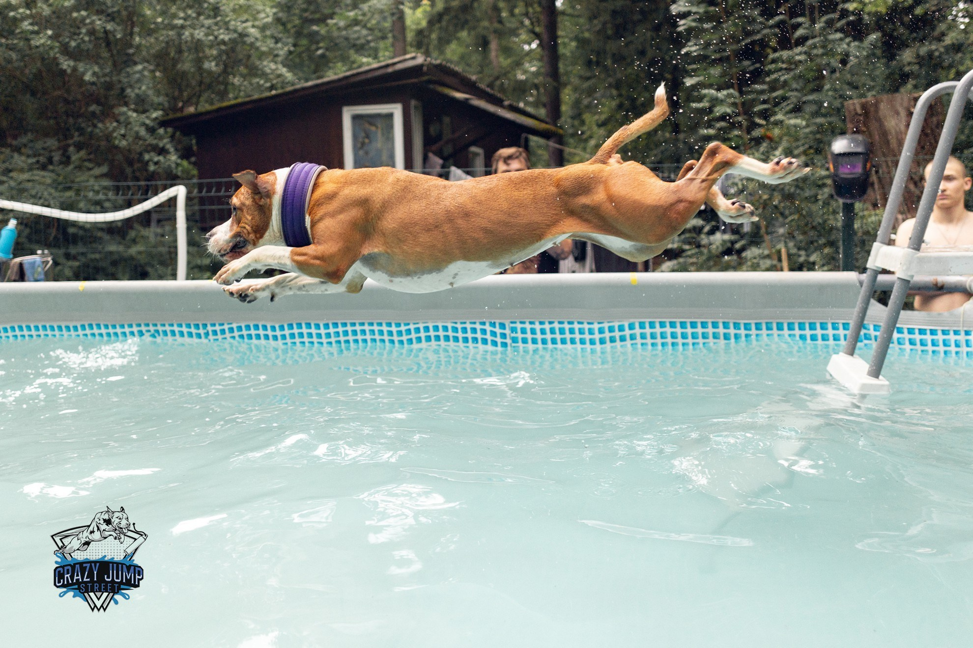 Собаки, спорт, Док дайвинг. Свадебный и репортажный фотограф в Москве и Московской области