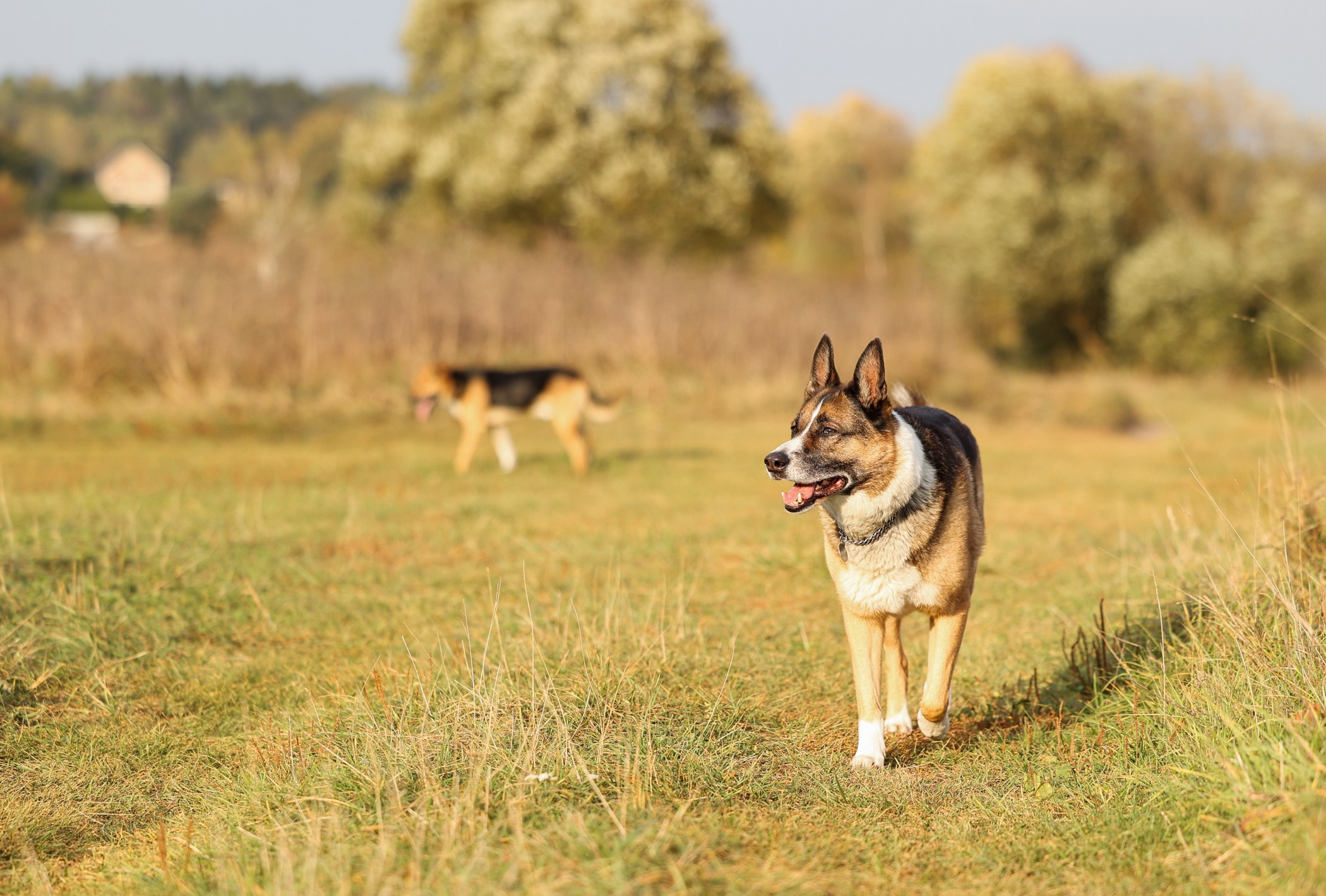 Прогулка на природе. Фотограф-анималист Полина Колкова | Москва