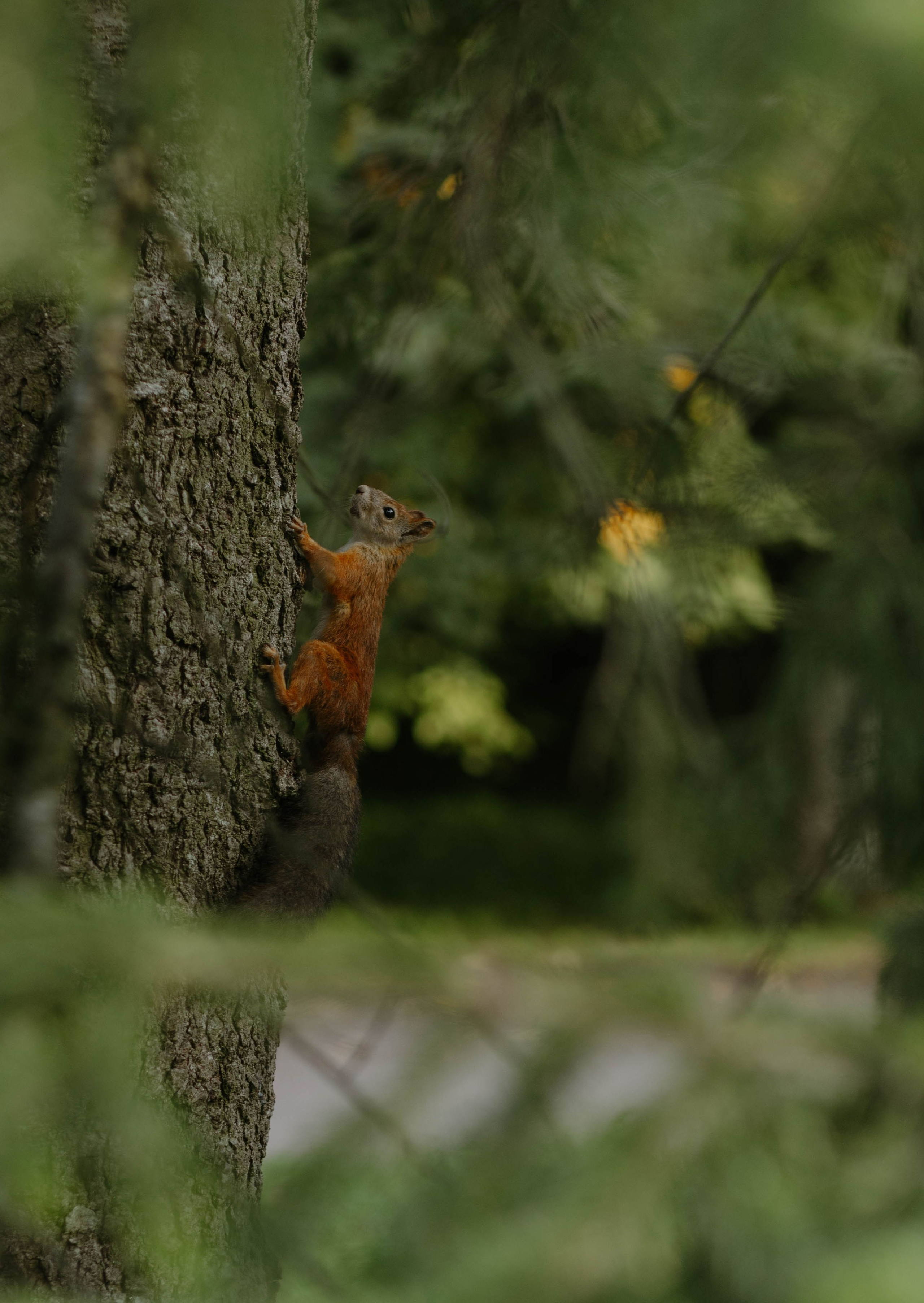 Савва и Лиза. Свадебный фотограф Эля Годлевская