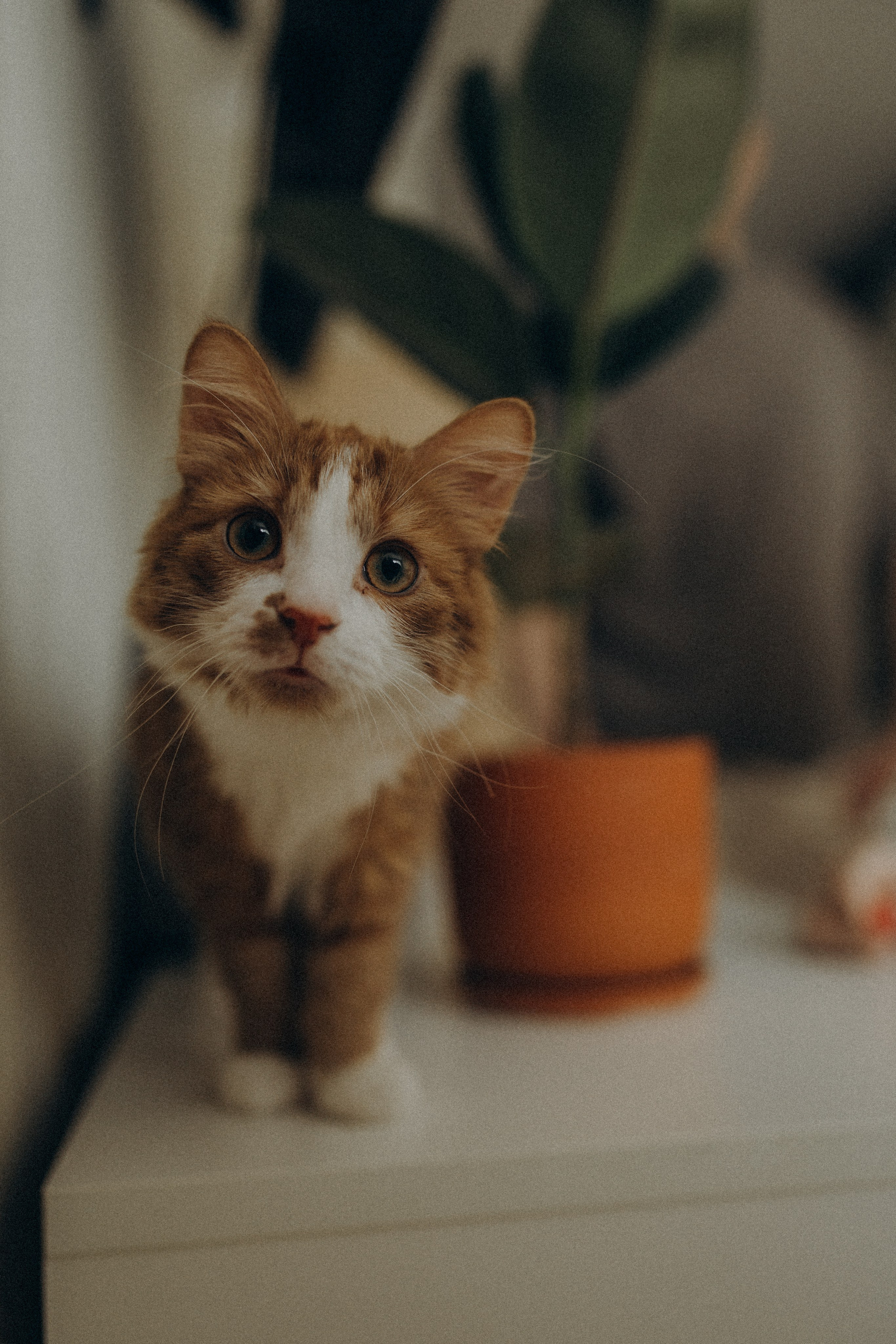 Тимур и Юля. Фотограф в Петербурге Ольга Стрельченко