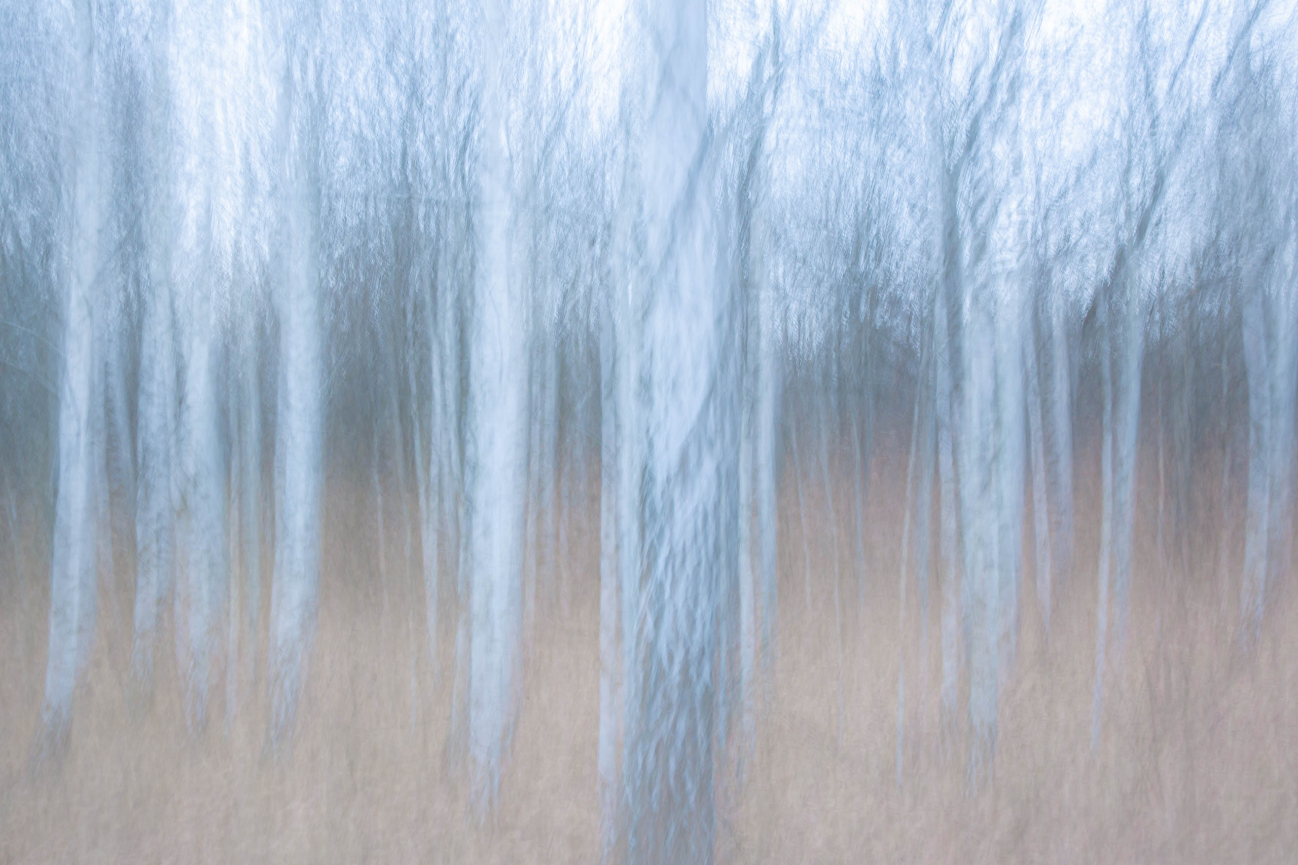 ИГГДРАСИЛЬ, 2025-2026. АННА ВЕРСО / ANNA VERSO | Визуальный художник / Visual artist