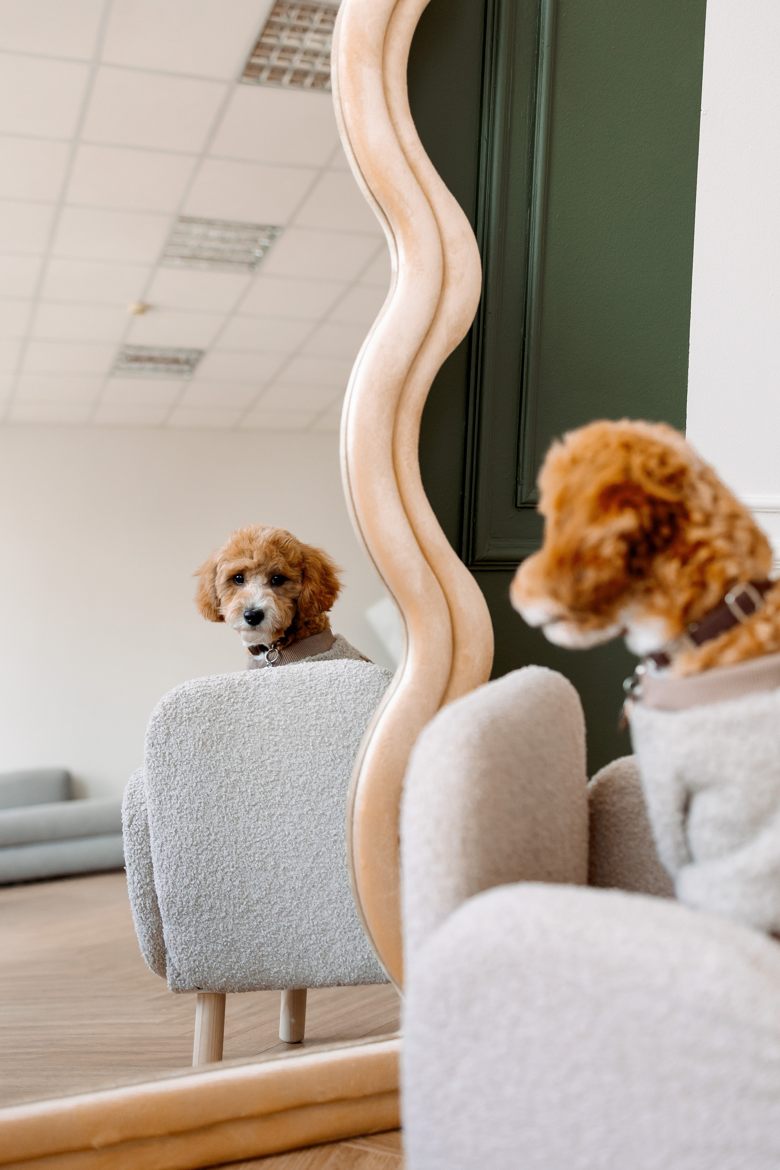 фотосессия мальтипу