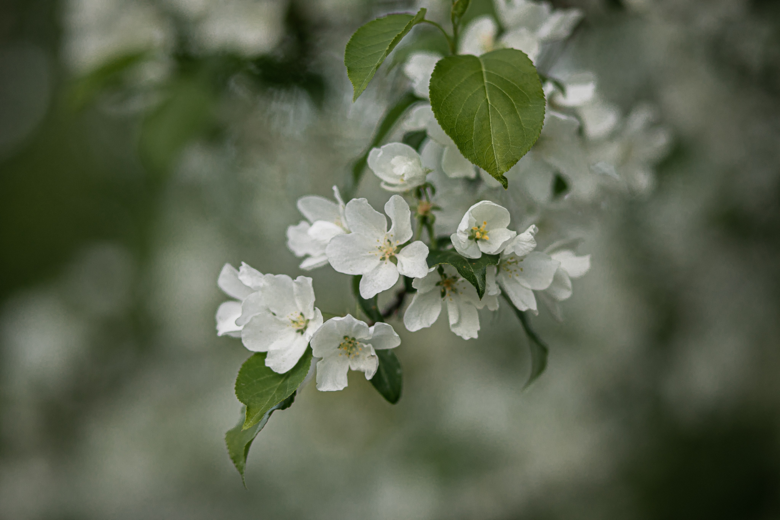 Времена года. Фотограф Елена Вишневская (Ушакова) Нефтеюганск, Сургут, Тюмень