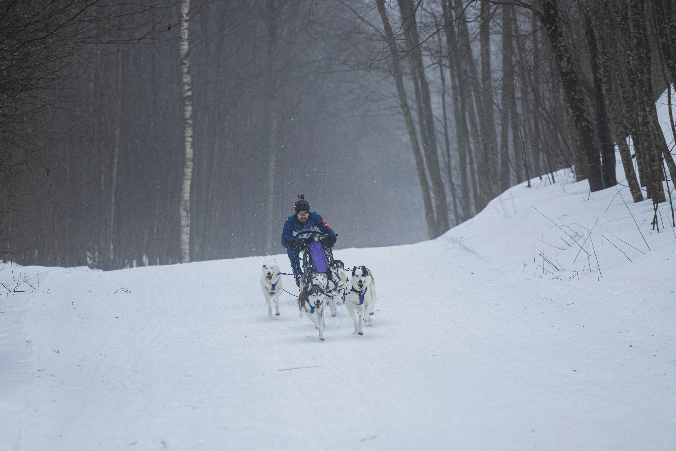 Зимний Чемпионат Санкт-Петербурга по ездовому спорту. Фотограф-анималист Анна Маринич
