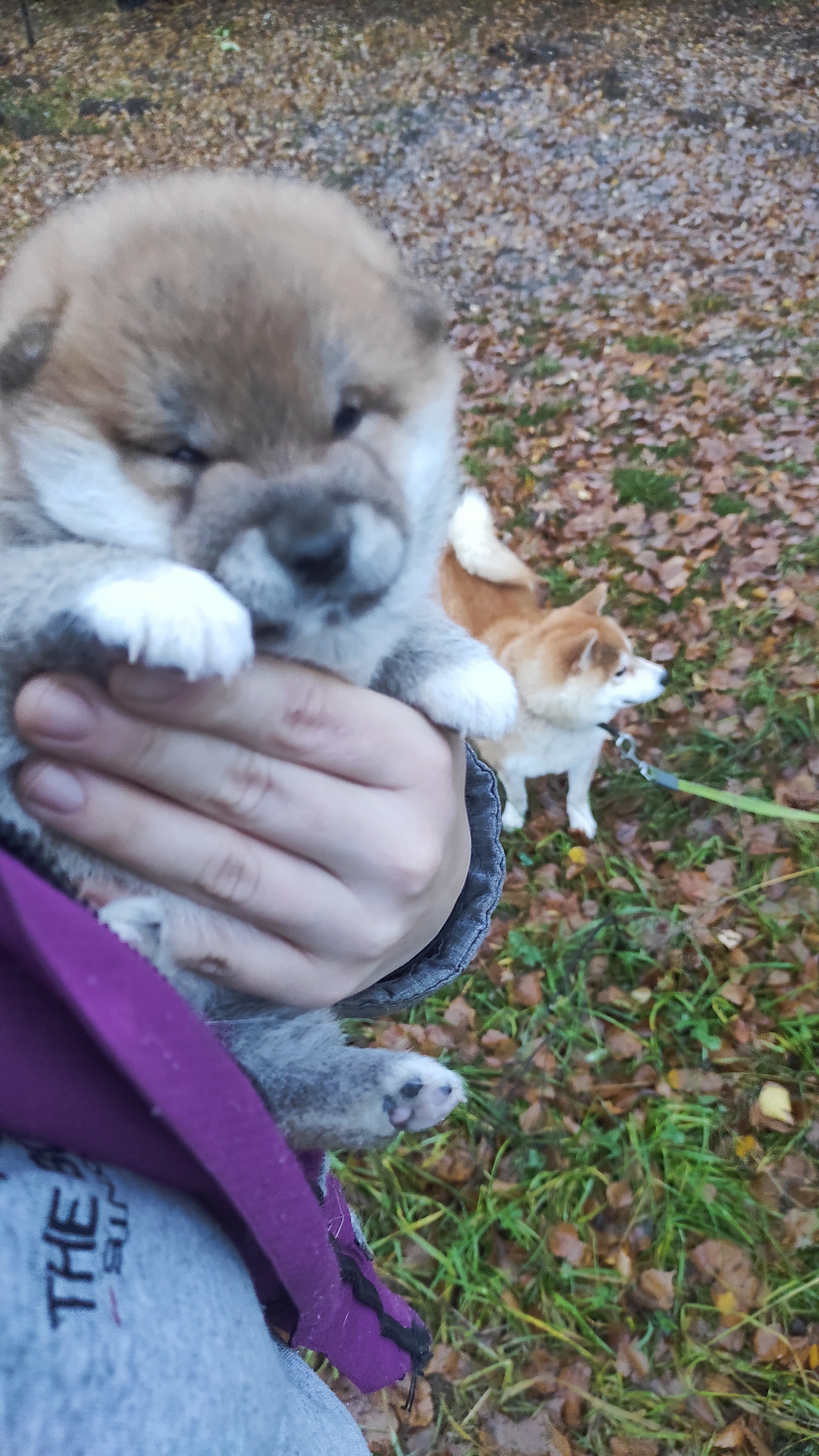 Питомник Рубилайт Сиба Ассоль * HANDZIMEMESITE ASOLL щенки сиба купить Санкт-Петербург 