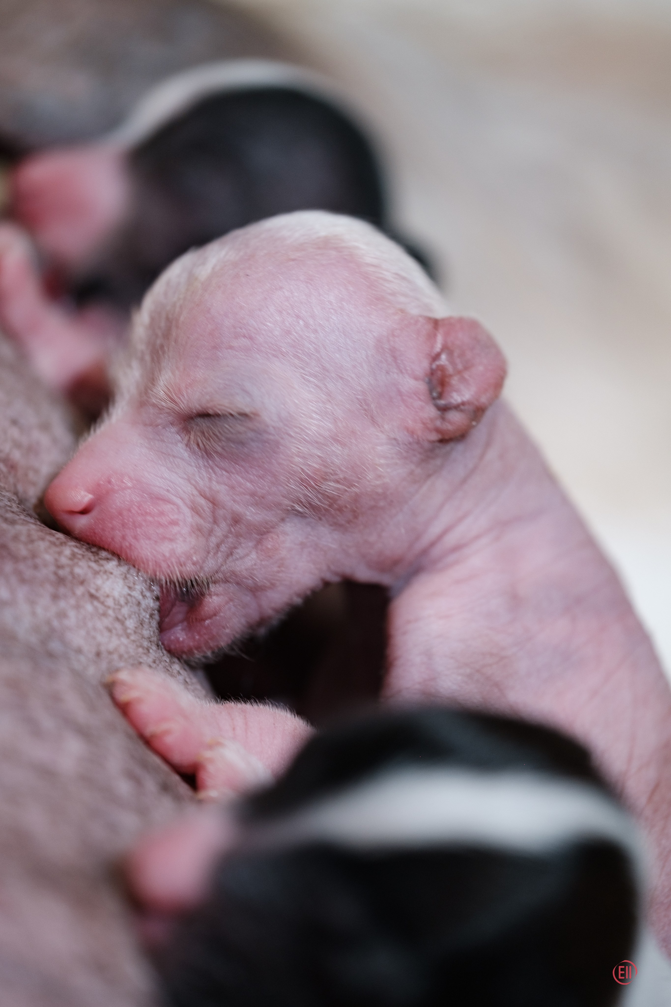 4-й день. Poale Ell Dora