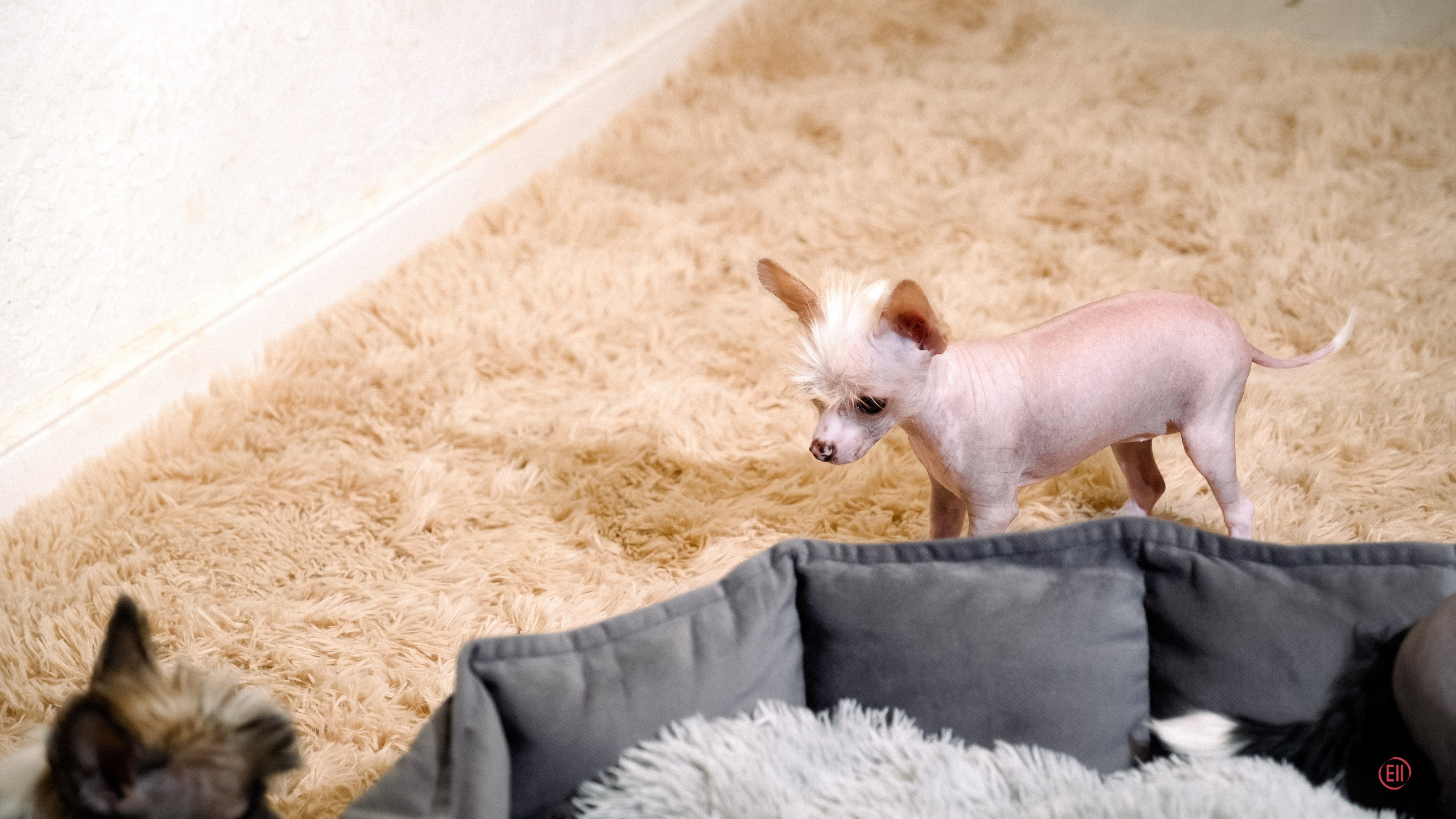 С наступающим 2026 Новым Годом!. Poale Ell Chinese Crested Dog Kennel: Buy a puppy from the kennel