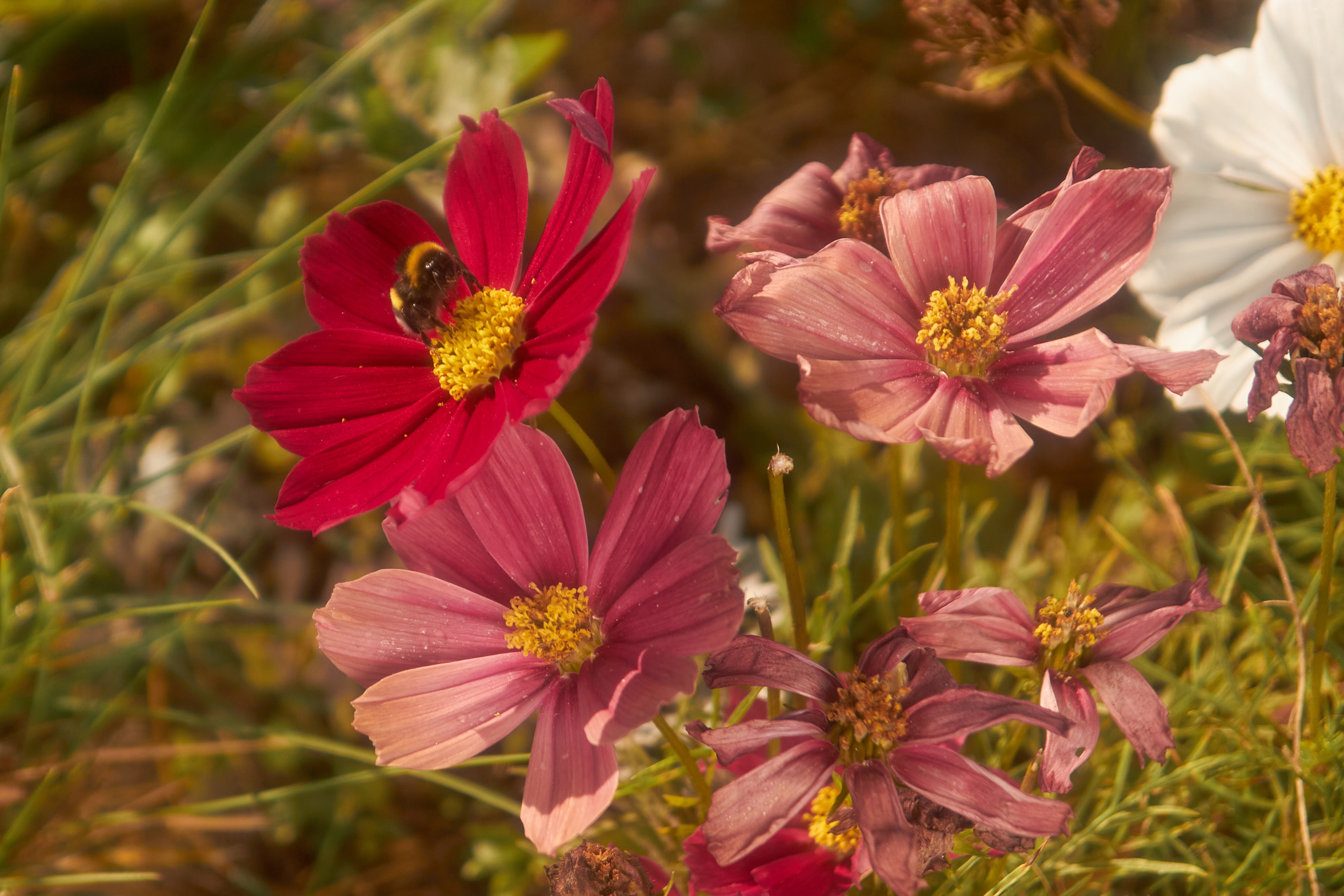 Цветы. Фотограф Сергей Яркин