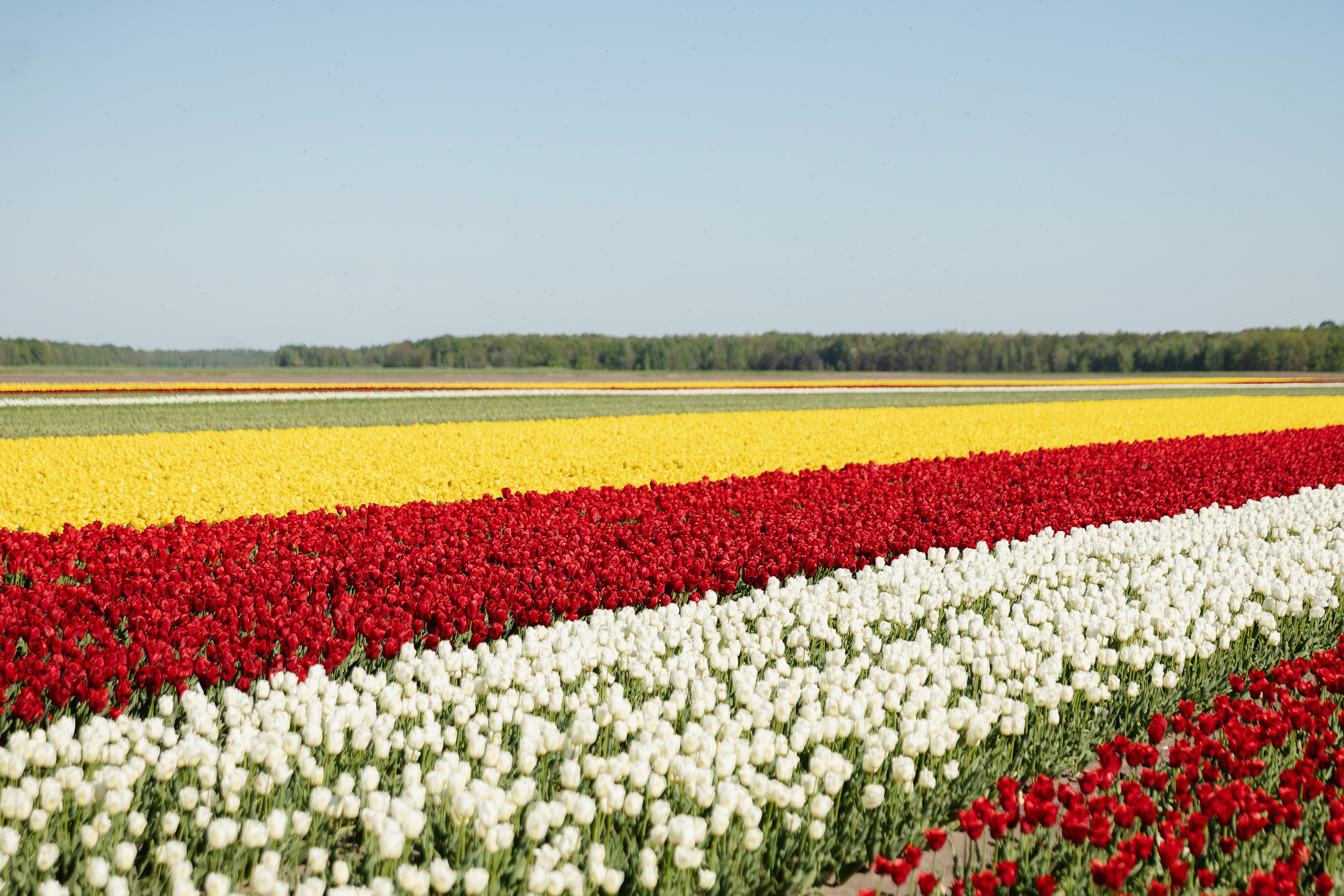 Фотографии с тюльпановых полей Пинск. Репортажный и свадебный фотограф в Минске Шамко Анатолий