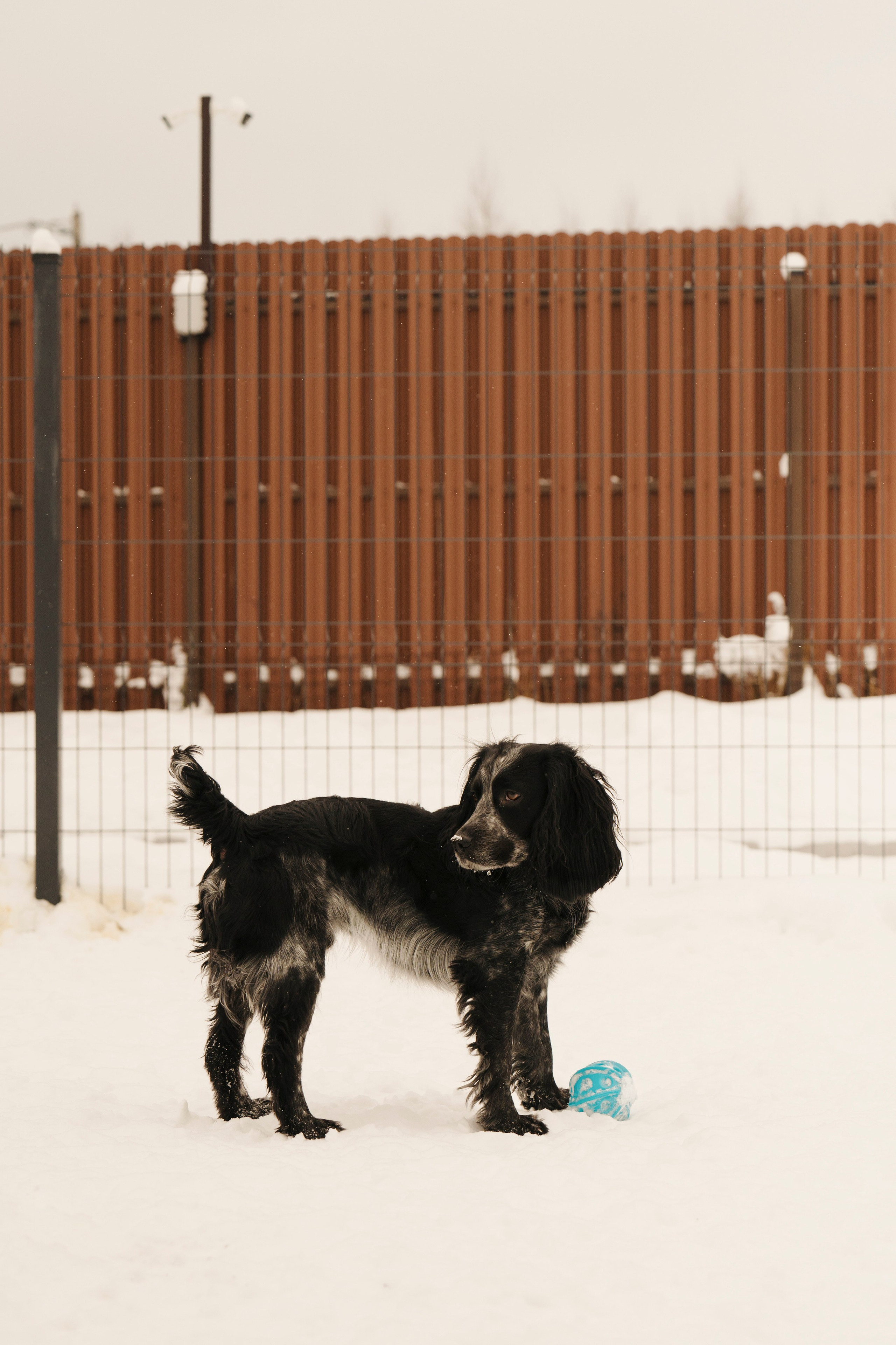 Зоогостиница Мишка. Фотограф- анималист Александра Матвеева