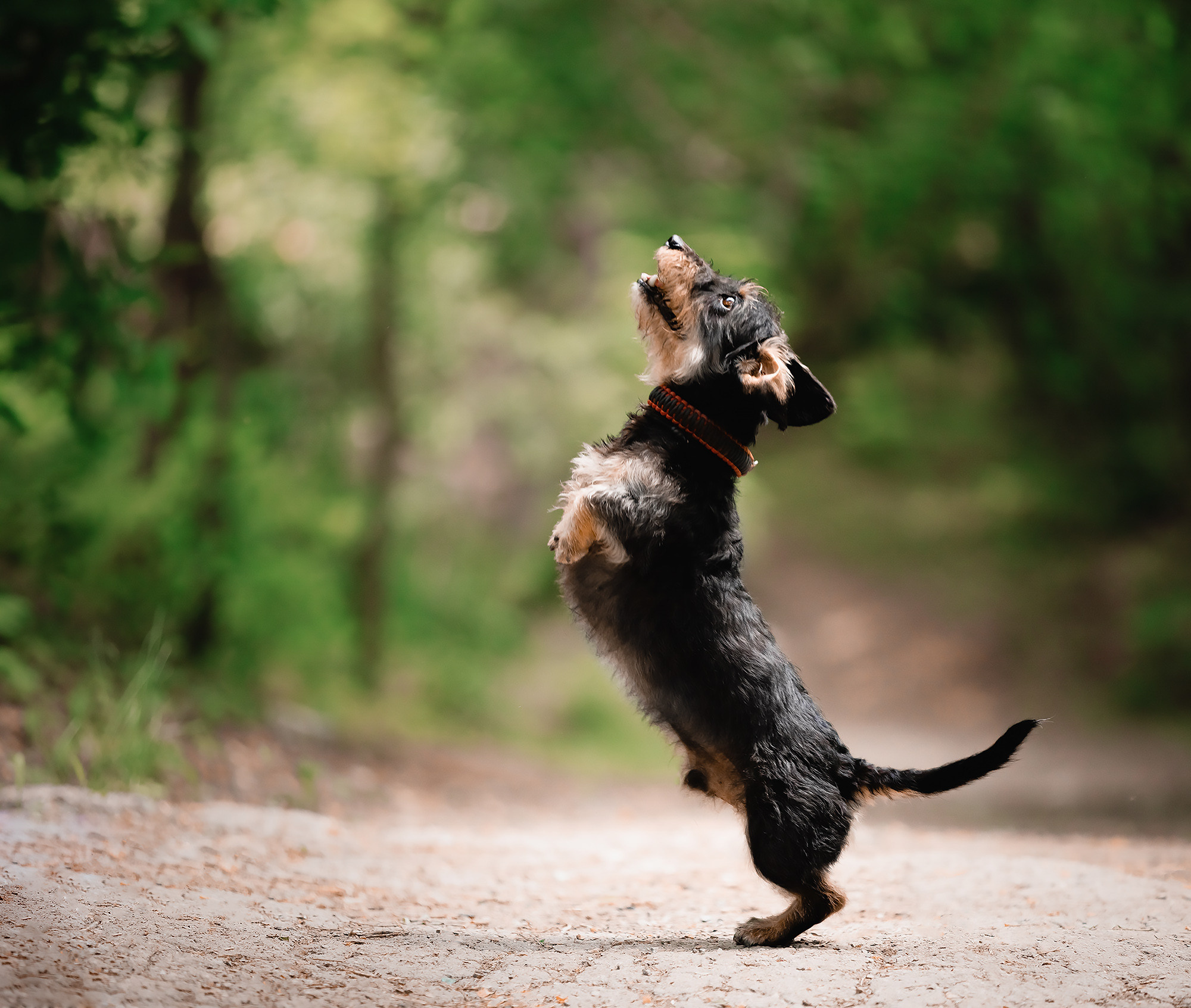 Жесткошёрстная такса танцует