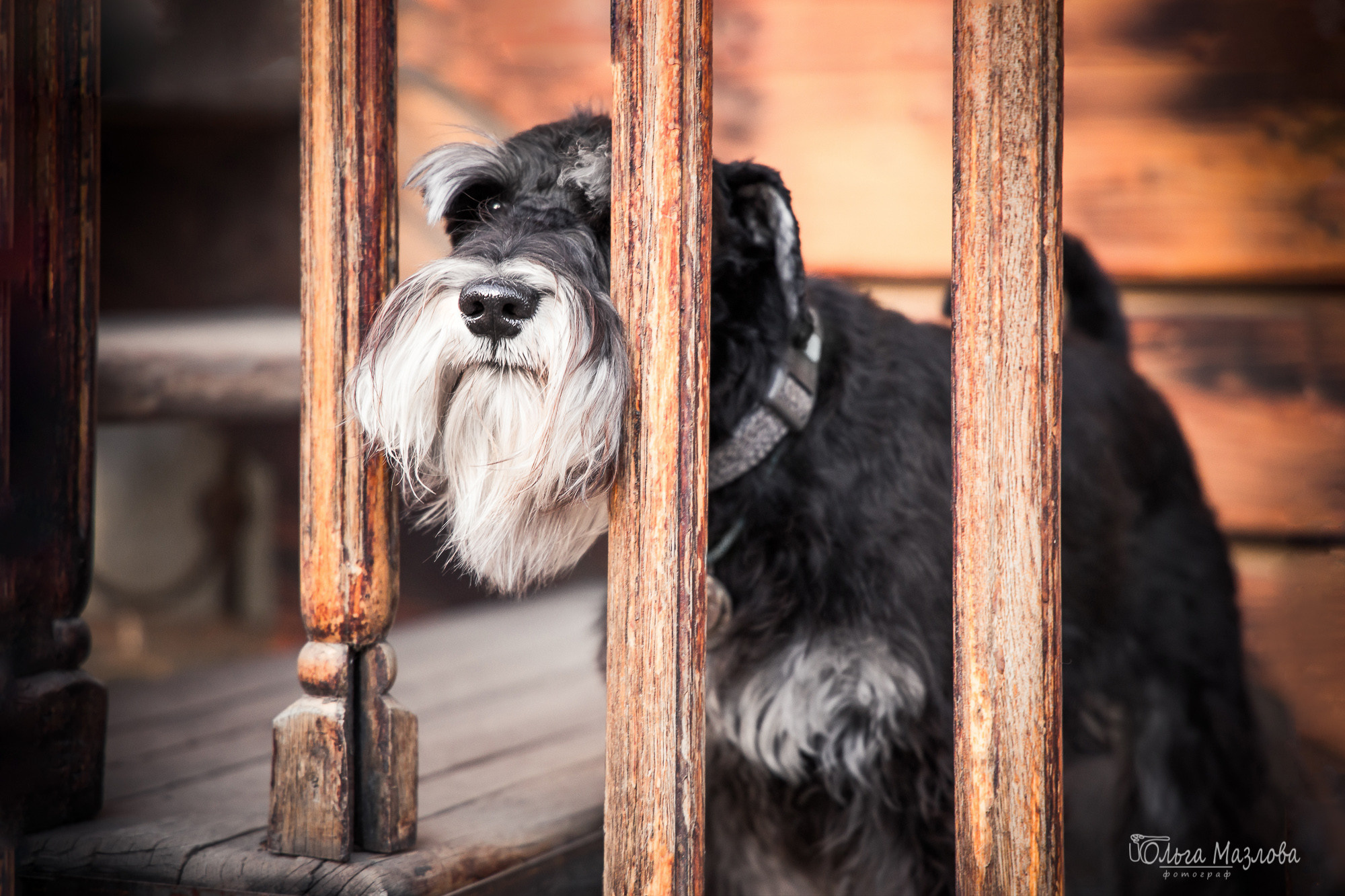 Фотосессия для цвергшнауцера, Саратов