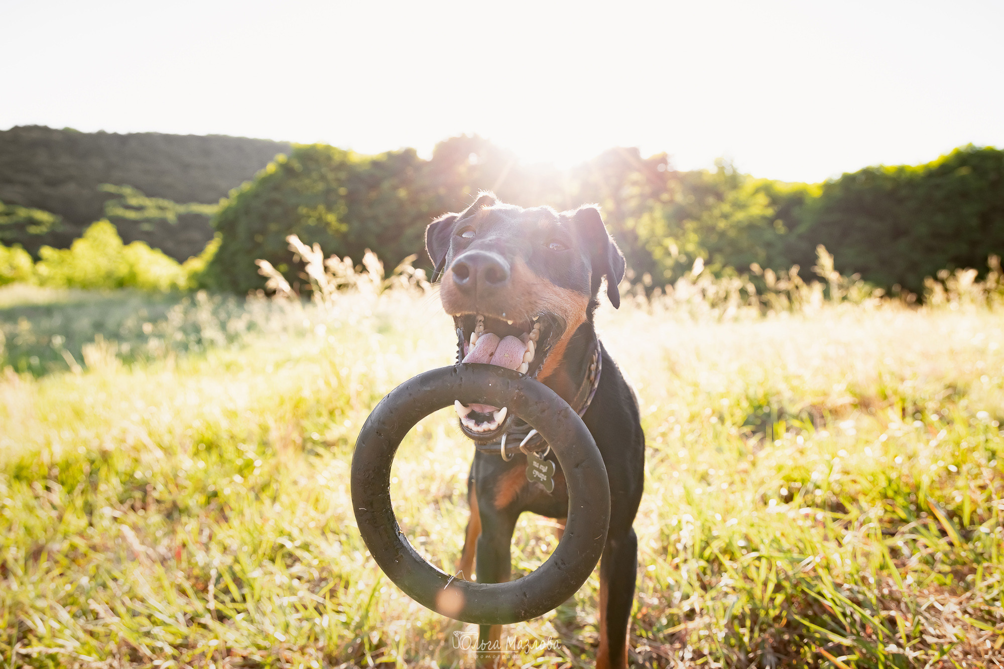 Портрет ягдтерьера