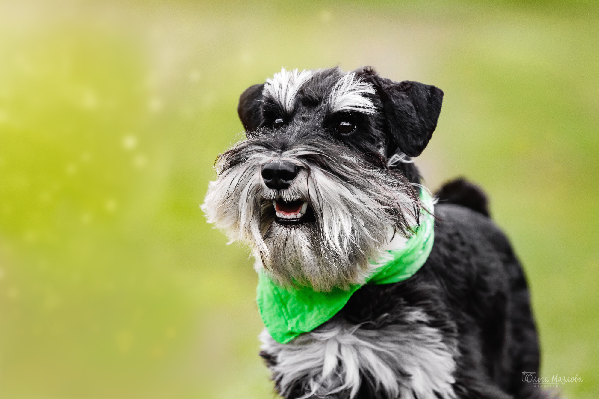 Портрет цвергшнауцера