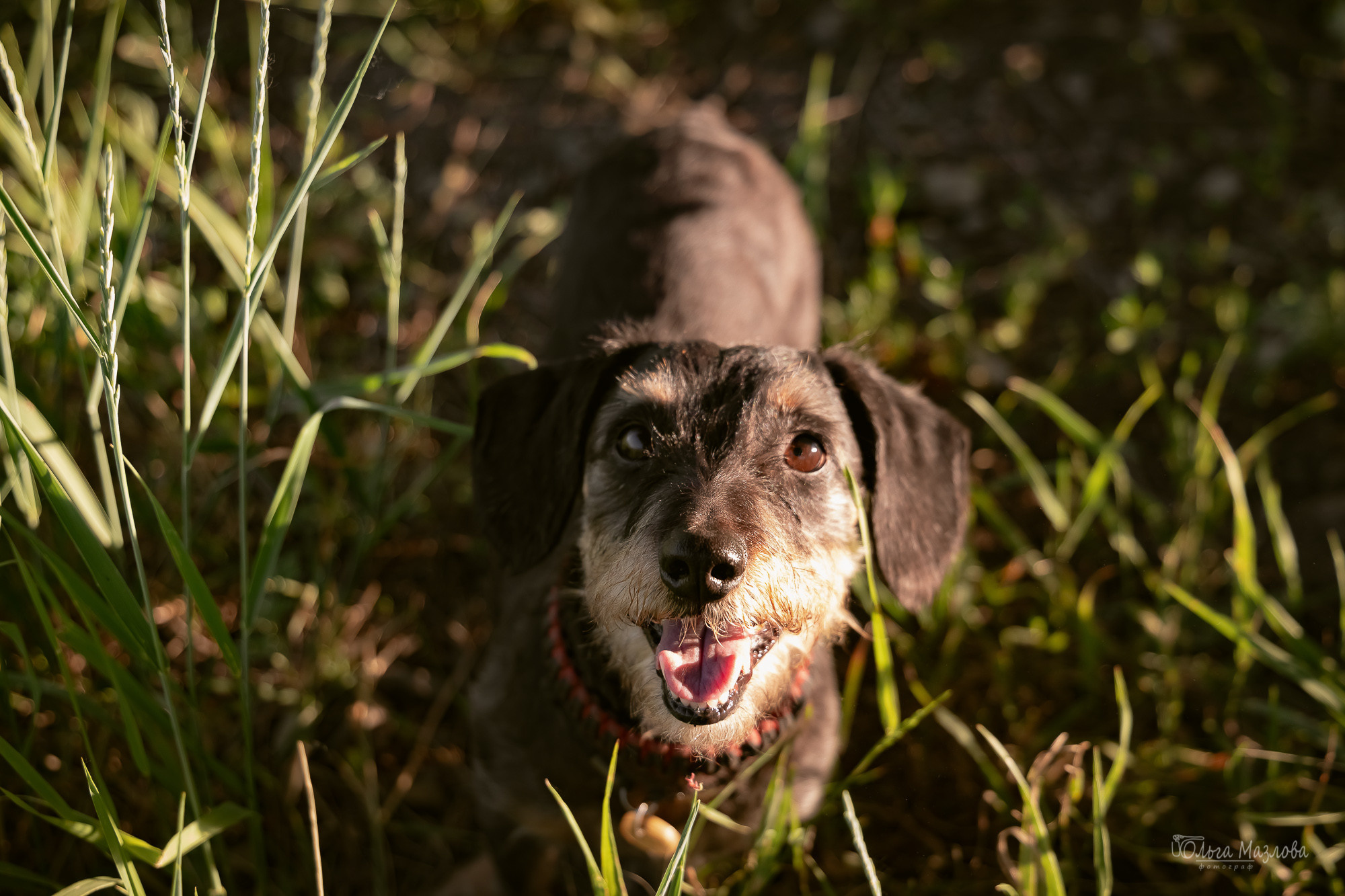 Фотосессия собаки в Саратове