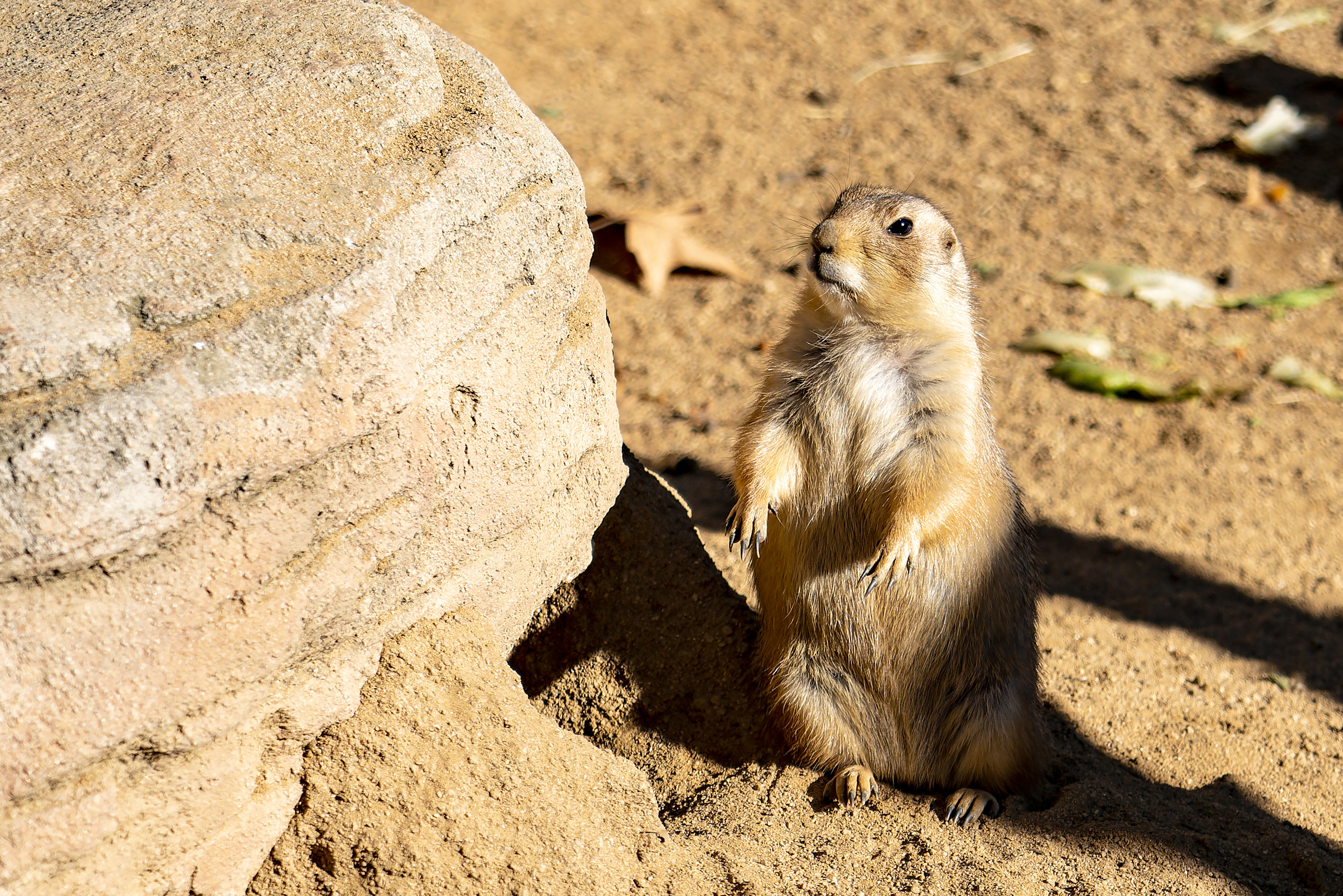 Inicio. Fotógrafo Y Videógrafo Rost Kutuzov