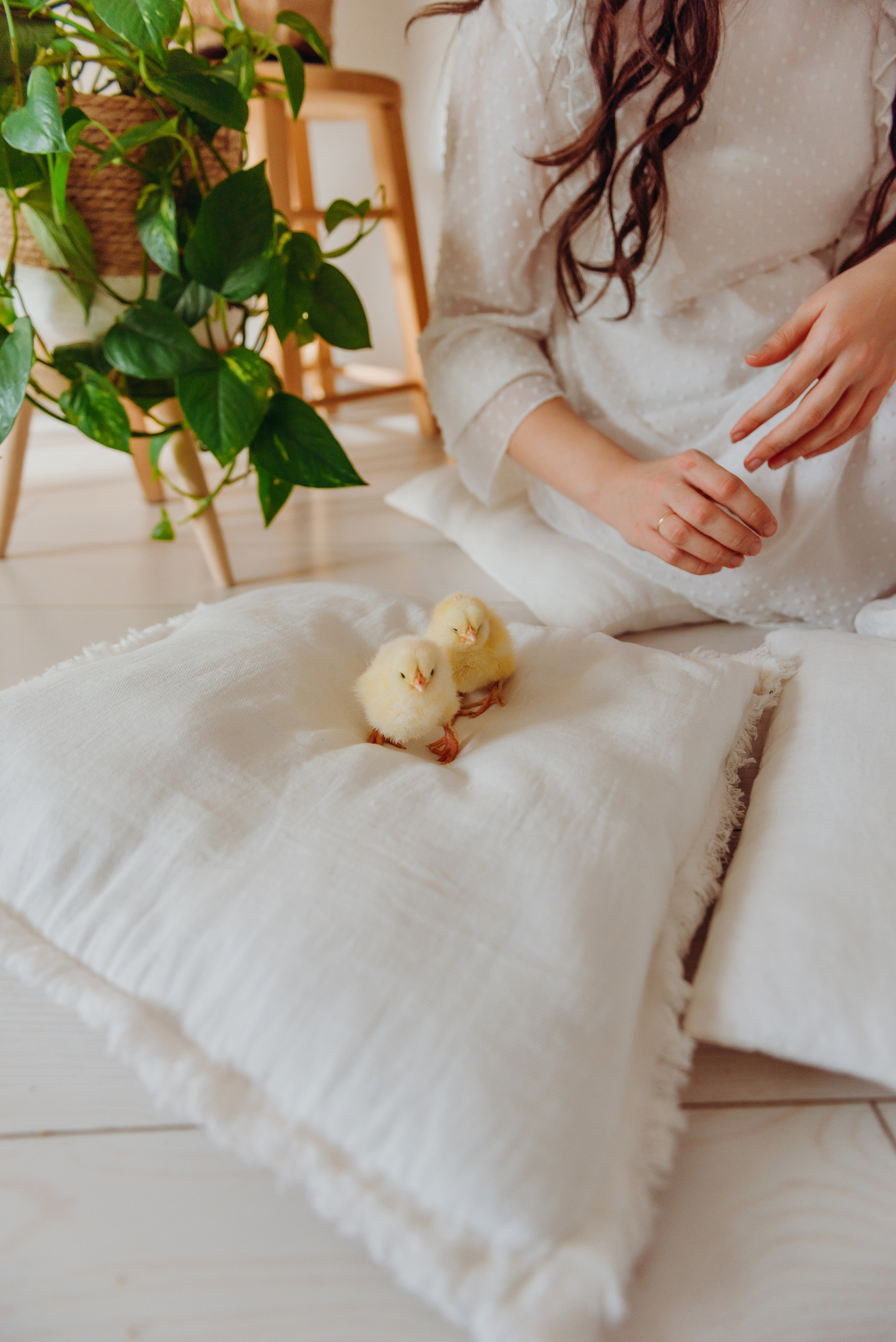 Цыплята. Фотограф Алена Нормальная в Санкт-Петербурге