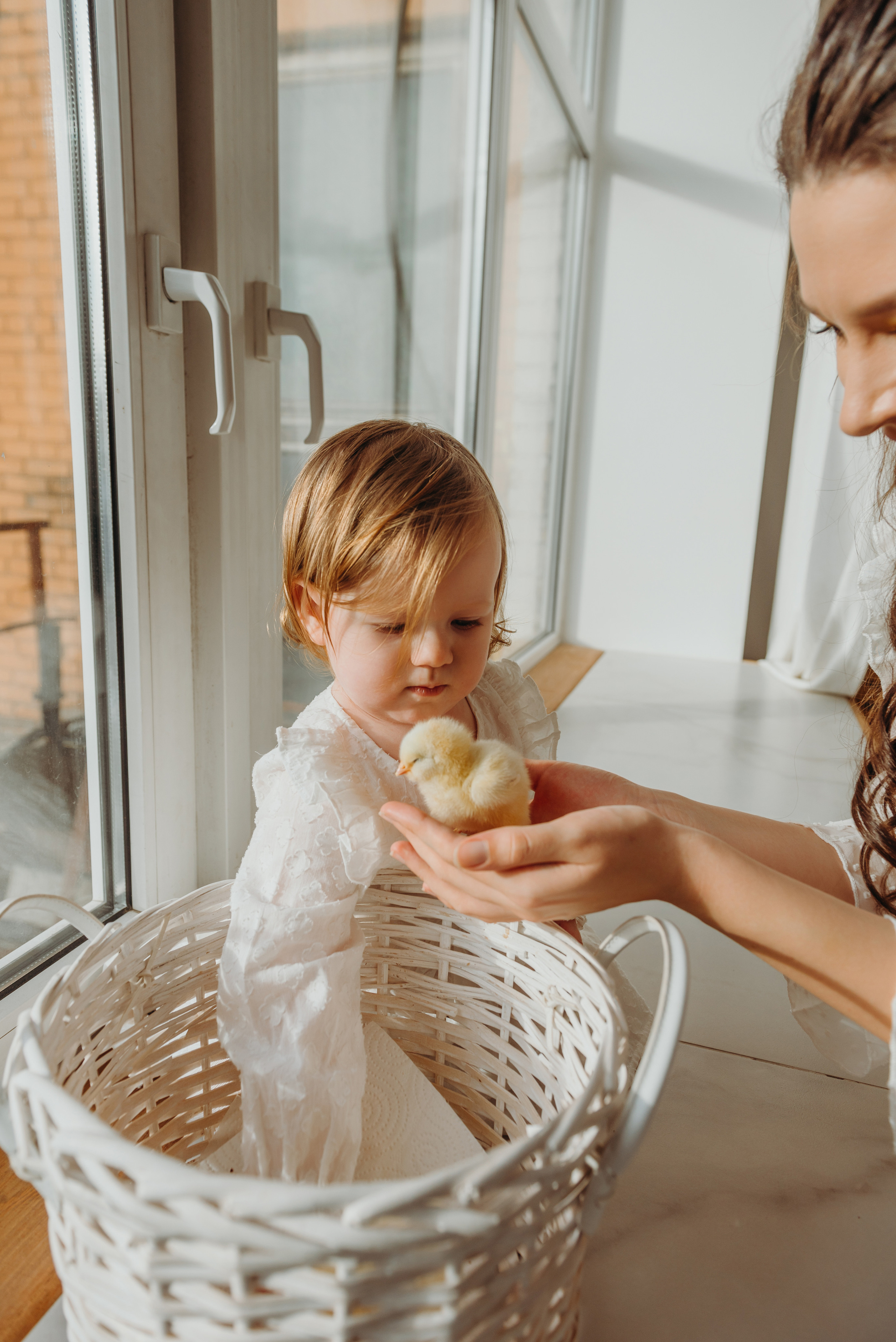 Цыплята. Фотограф Алена Нормальная в Санкт-Петербурге