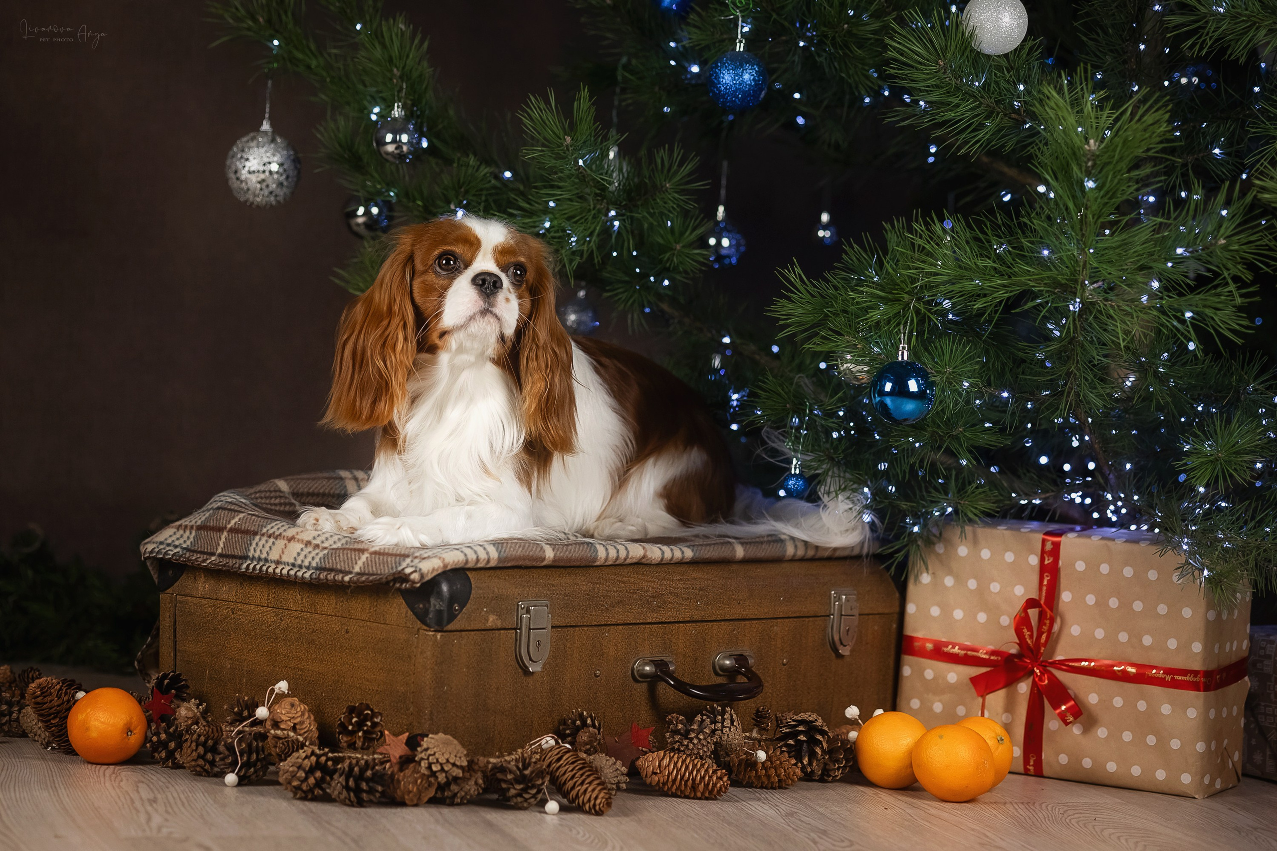 Фотодень_2 2025. Фотограф анималист Аня Ливанова | Рыбинск