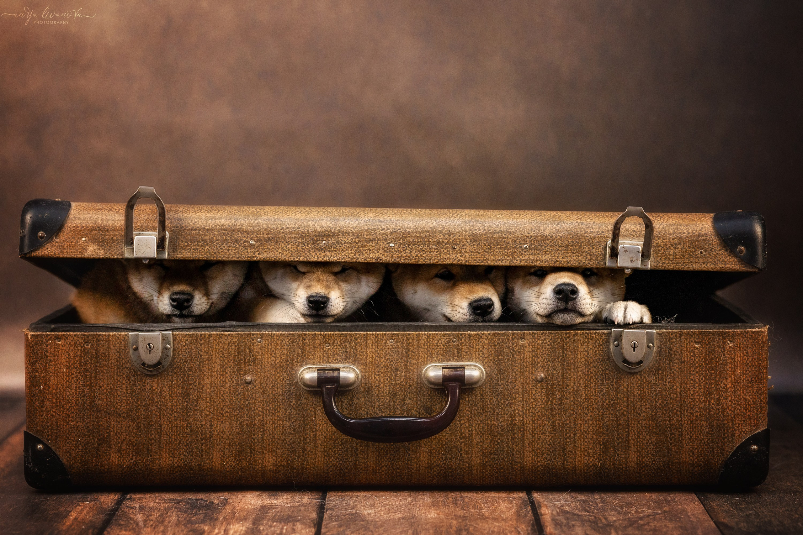 Сибушки. Фотограф анималист Аня Ливанова | Рыбинск