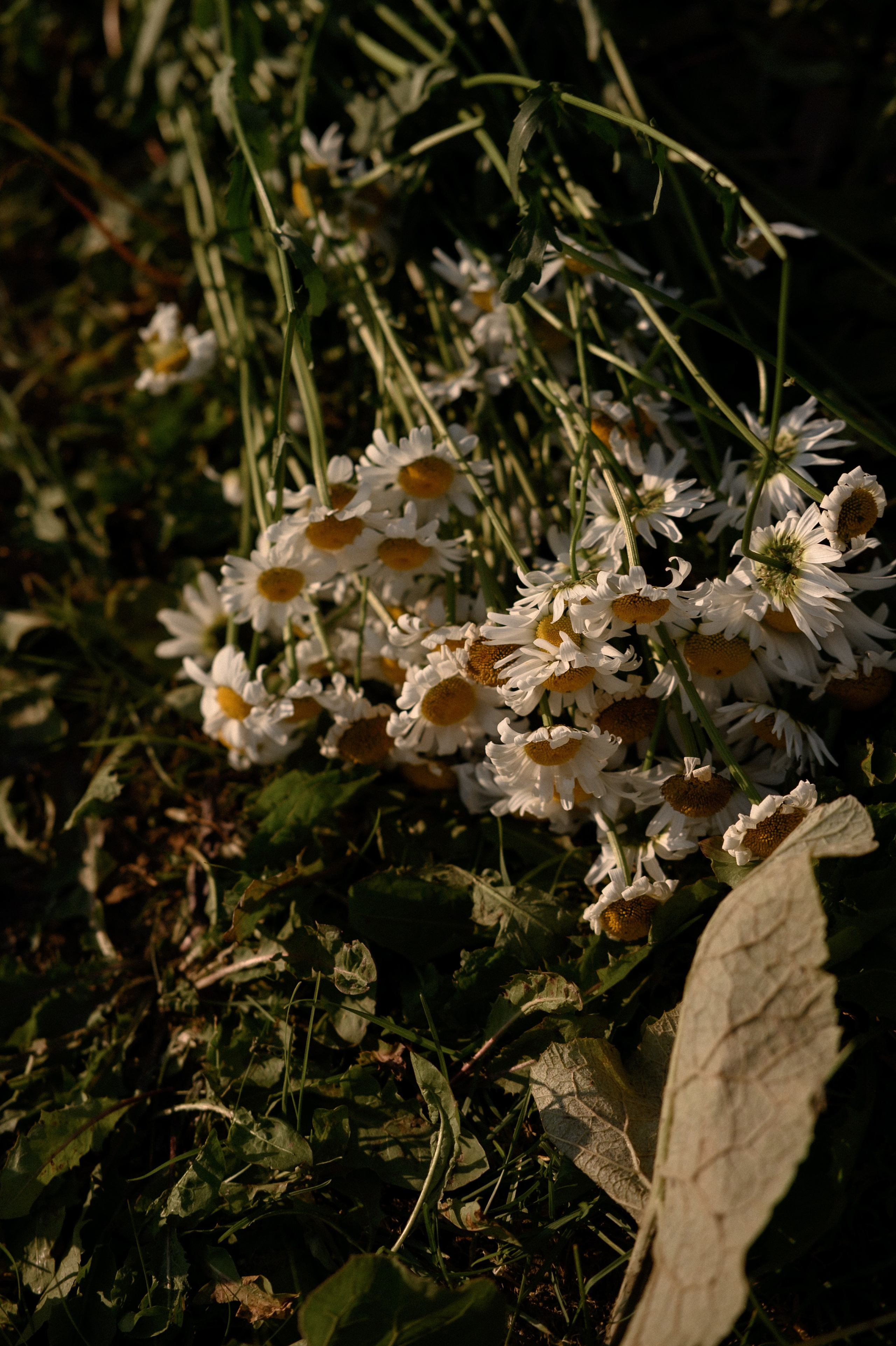 Вика и Николь. Семейный и свадебный lifestyle-фотограф в Москве Мария Петрова